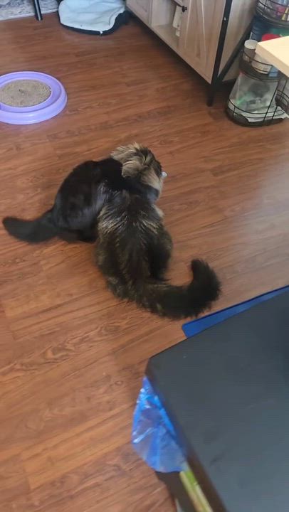 Enlarge Waffle, an adopted Domestic Long Hair in Wakefield, QC video 4/4