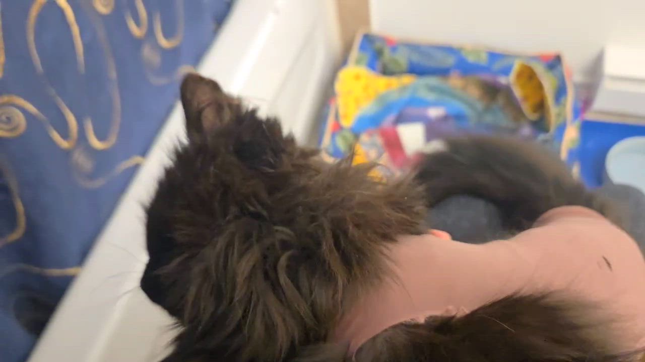 Enlarge Waffle, an adopted Domestic Long Hair in Wakefield, QC video 3/4