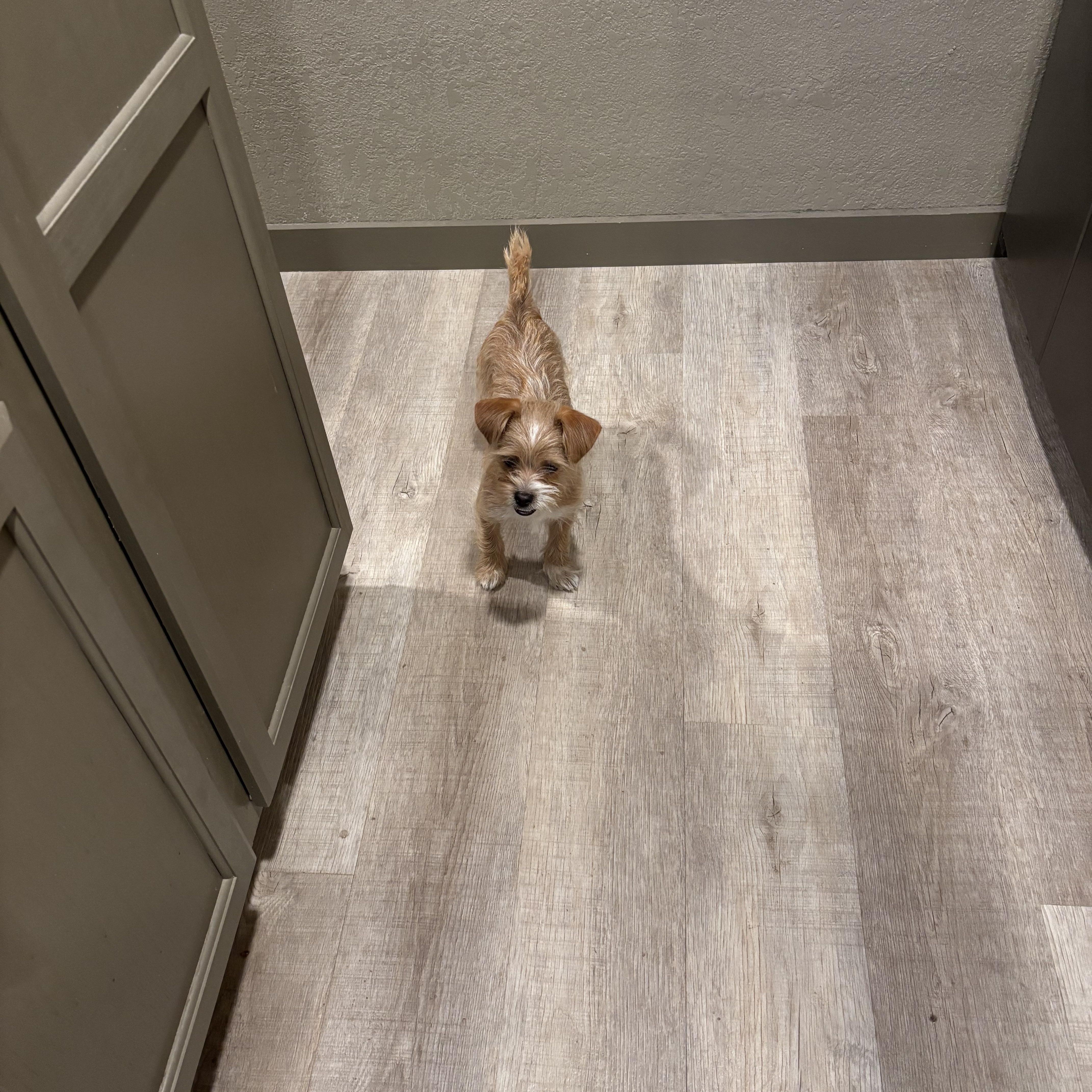 Enlarge Hazel, a Adoptable mixed breed in Rowlett, TX image 2/4
