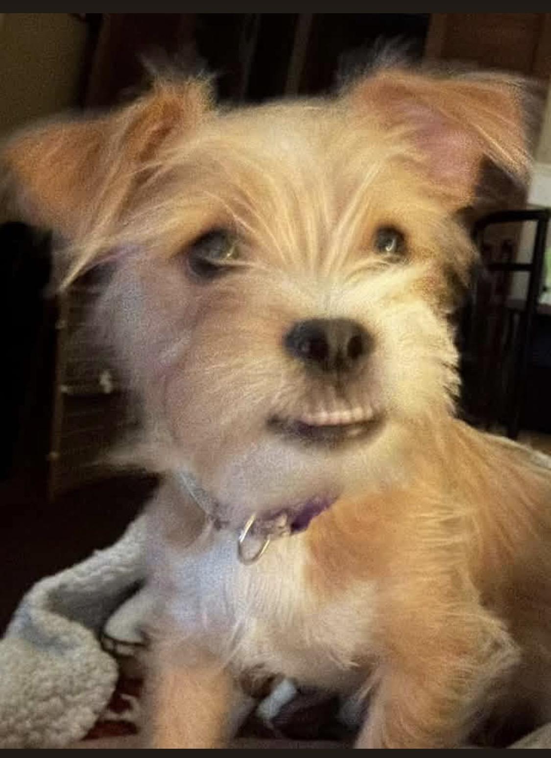 Hazel, Adoptable, Puppy Female Shih Tzu & Maltese.