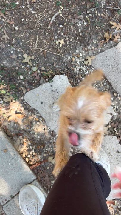 Enlarge Hazel, a Adoptable mixed breed in Rowlett, TX video 4/4