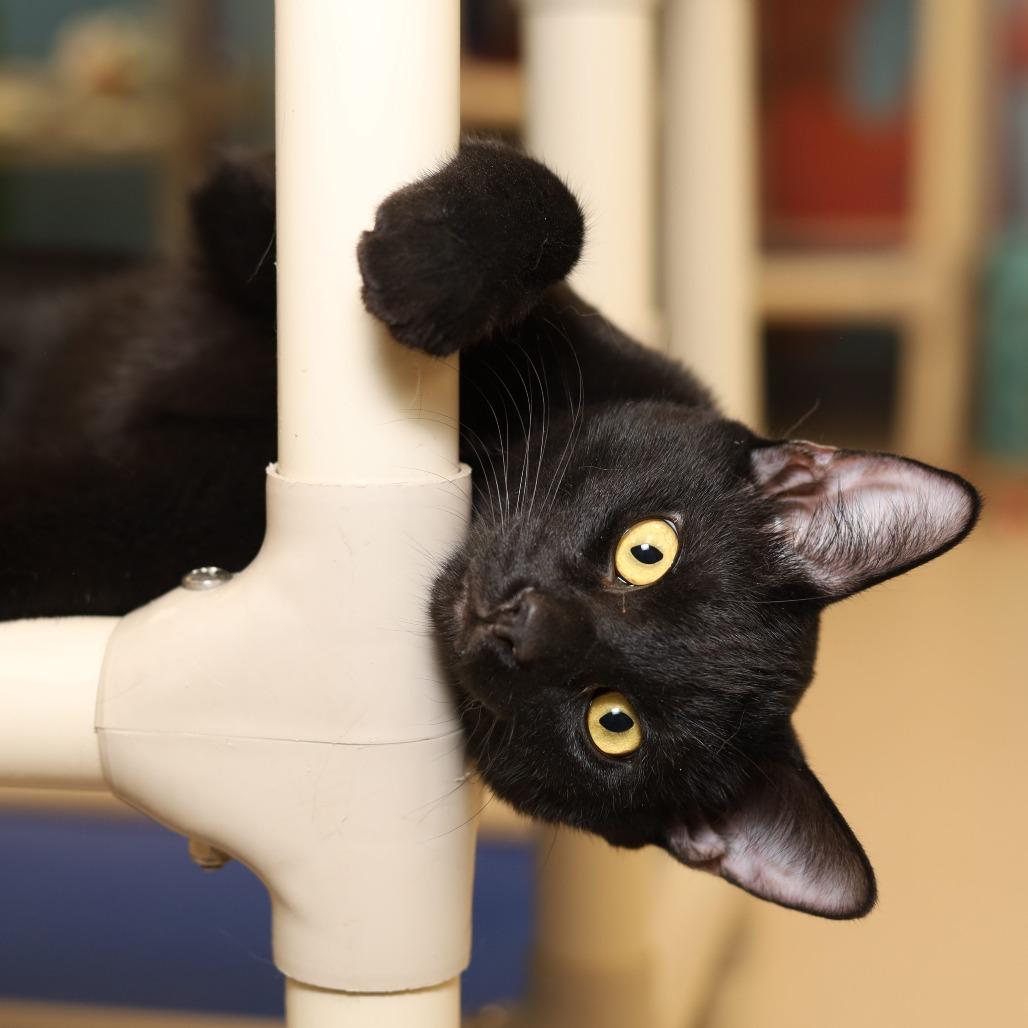 Fortuity, a Adoptable Domestic Short Hair in Evansville, IN image 1/3