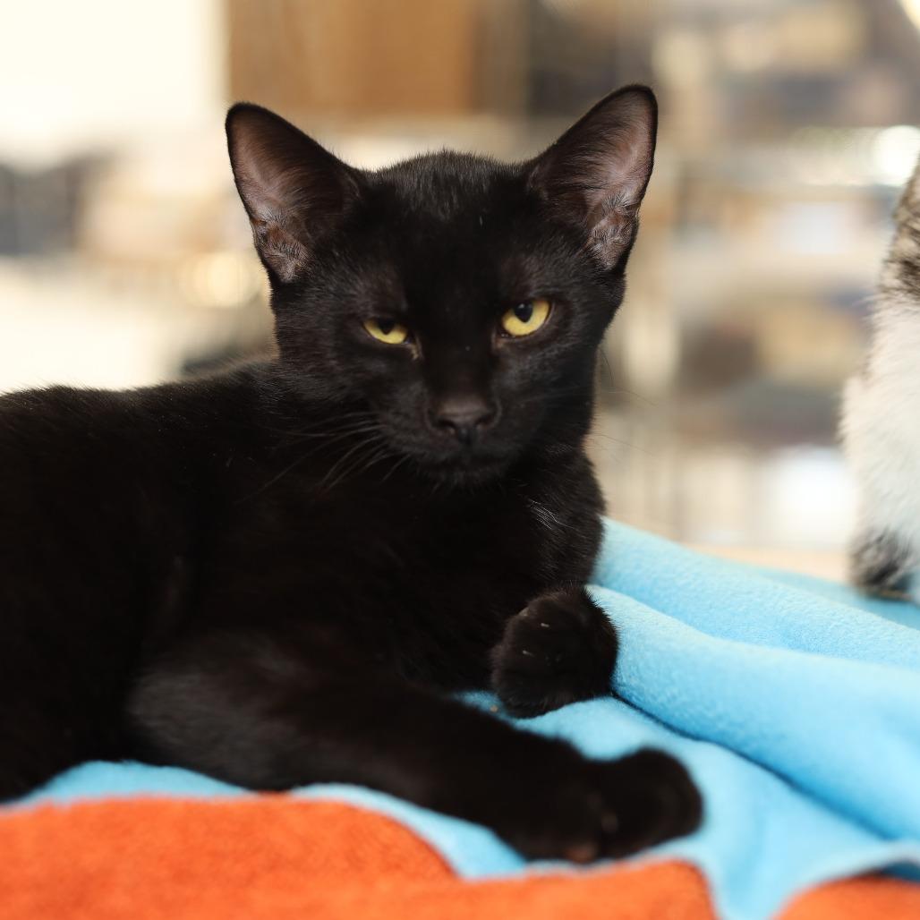 Fortuity, a Adoptable Domestic Short Hair in Evansville, IN image 2/3