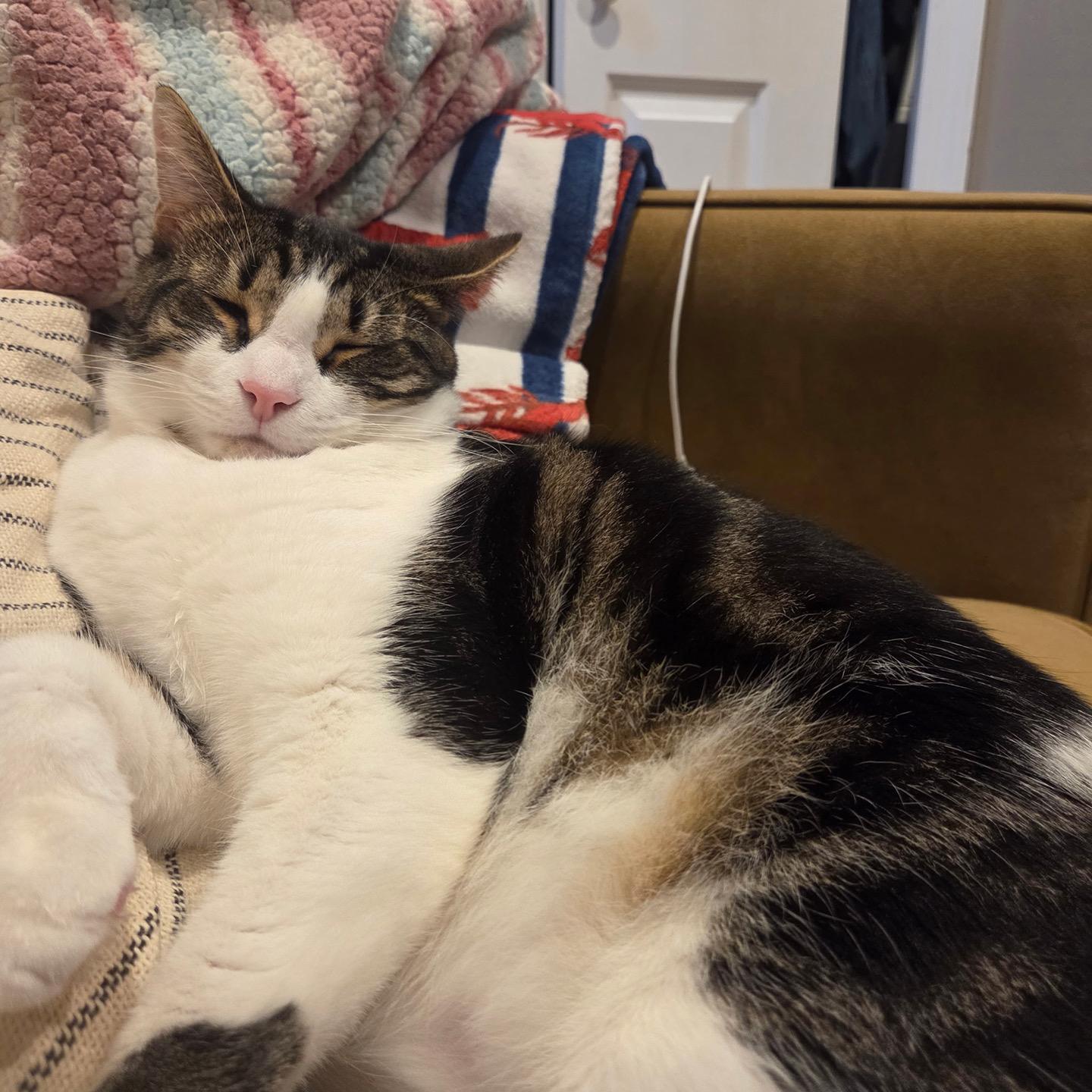 Enlarge Taffy Fire, a Adopted Domestic Medium Hair in Philadelphia, PA image 5/6