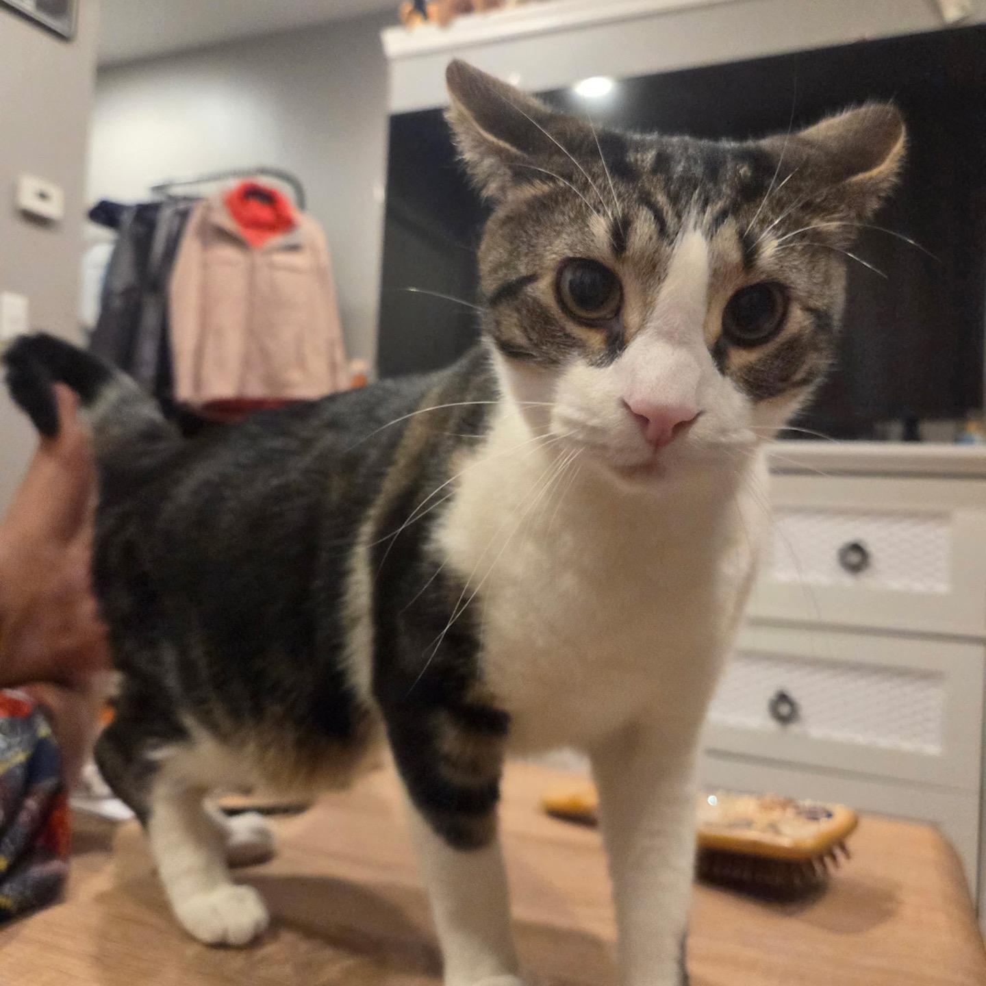 Enlarge Taffy Fire, a Adopted Domestic Medium Hair in Philadelphia, PA image 2/6