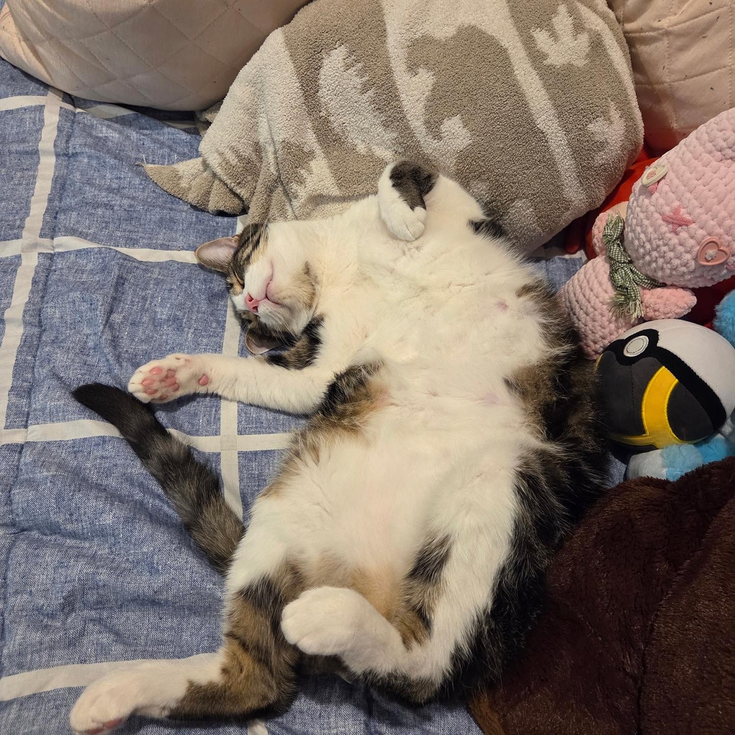 Enlarge Taffy Fire, a Adopted Domestic Medium Hair in Philadelphia, PA image 3/6