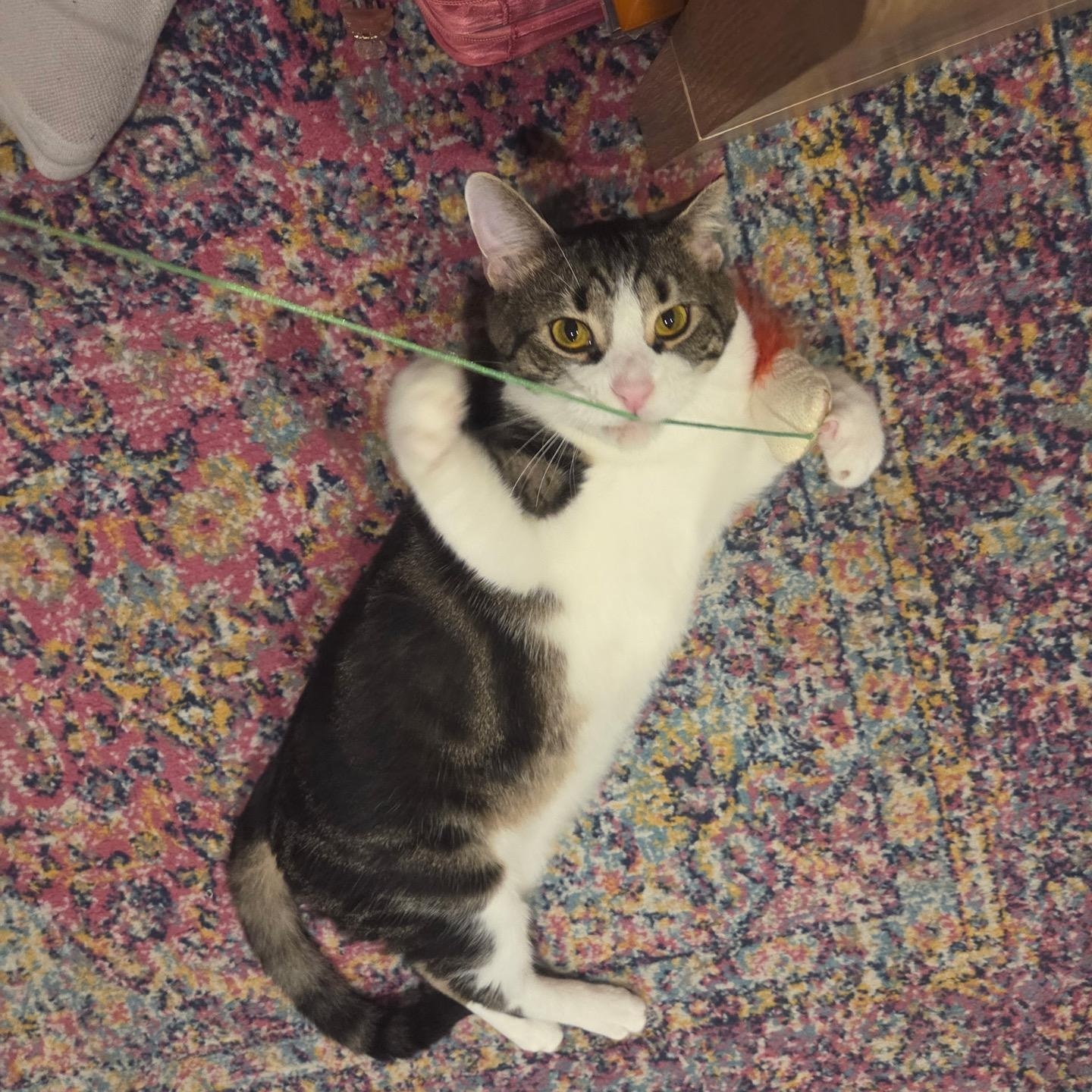 Enlarge Taffy Fire, a Adopted Domestic Medium Hair in Philadelphia, PA image 4/6
