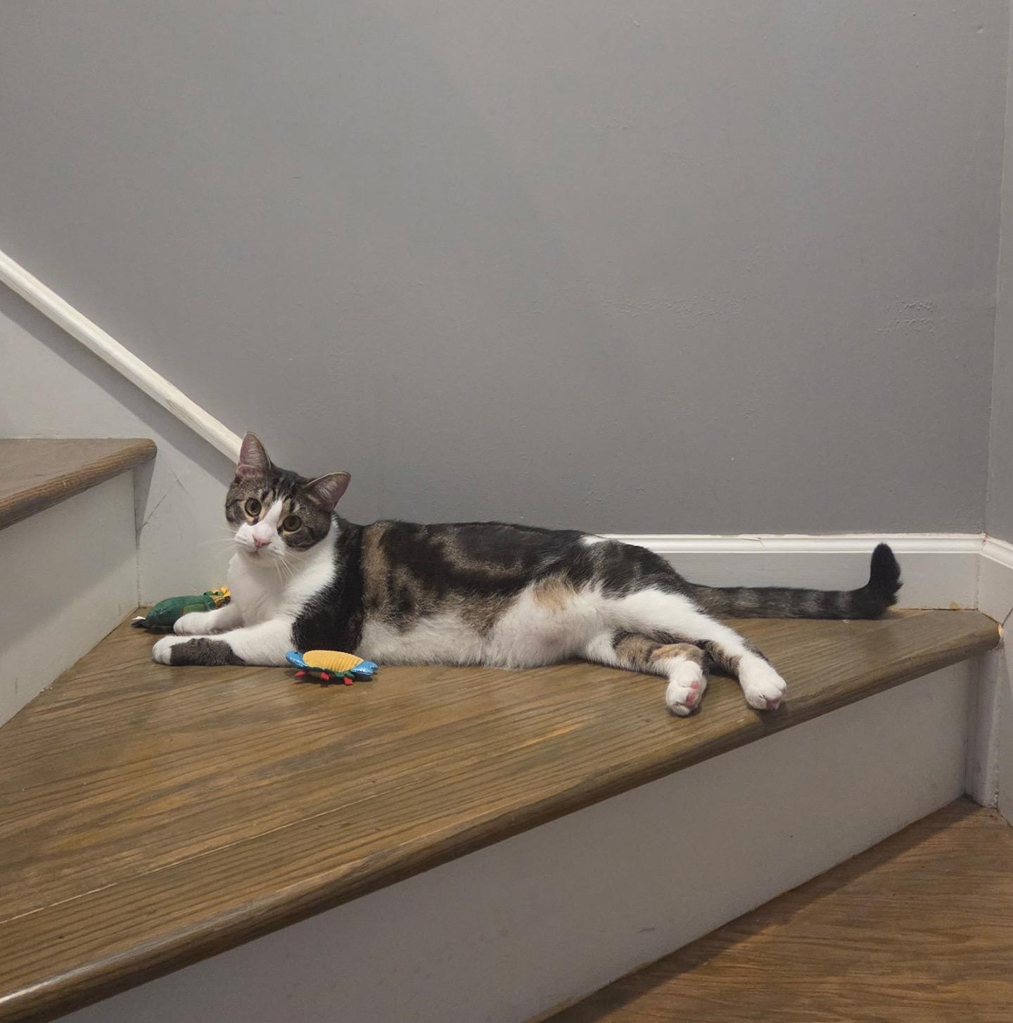 Enlarge Taffy Fire, a Adopted Domestic Medium Hair in Philadelphia, PA image 6/6