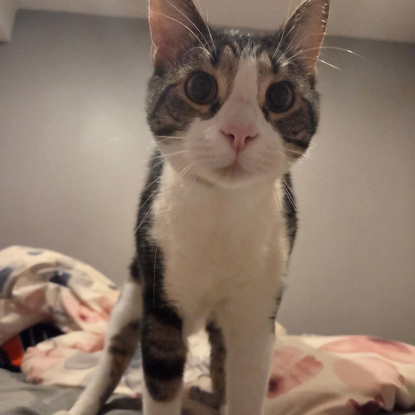 Taffy Fire, Adopted, Young Male Domestic Medium Hair.