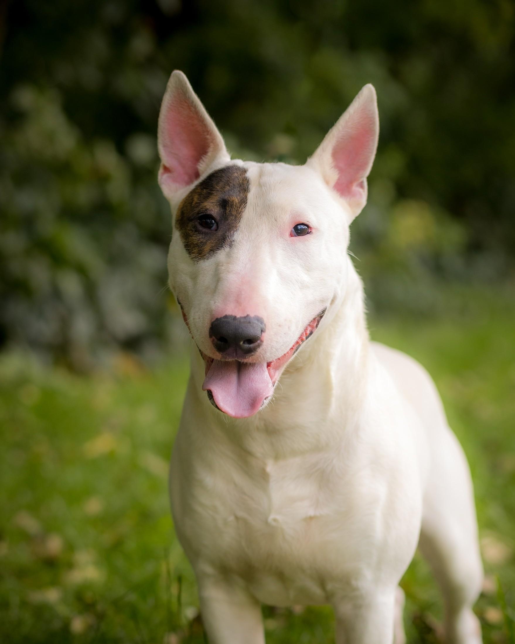 Enlarge BRYCE (0177), a Adopted Bull Terrier in Bridgeport, CT image 1/1