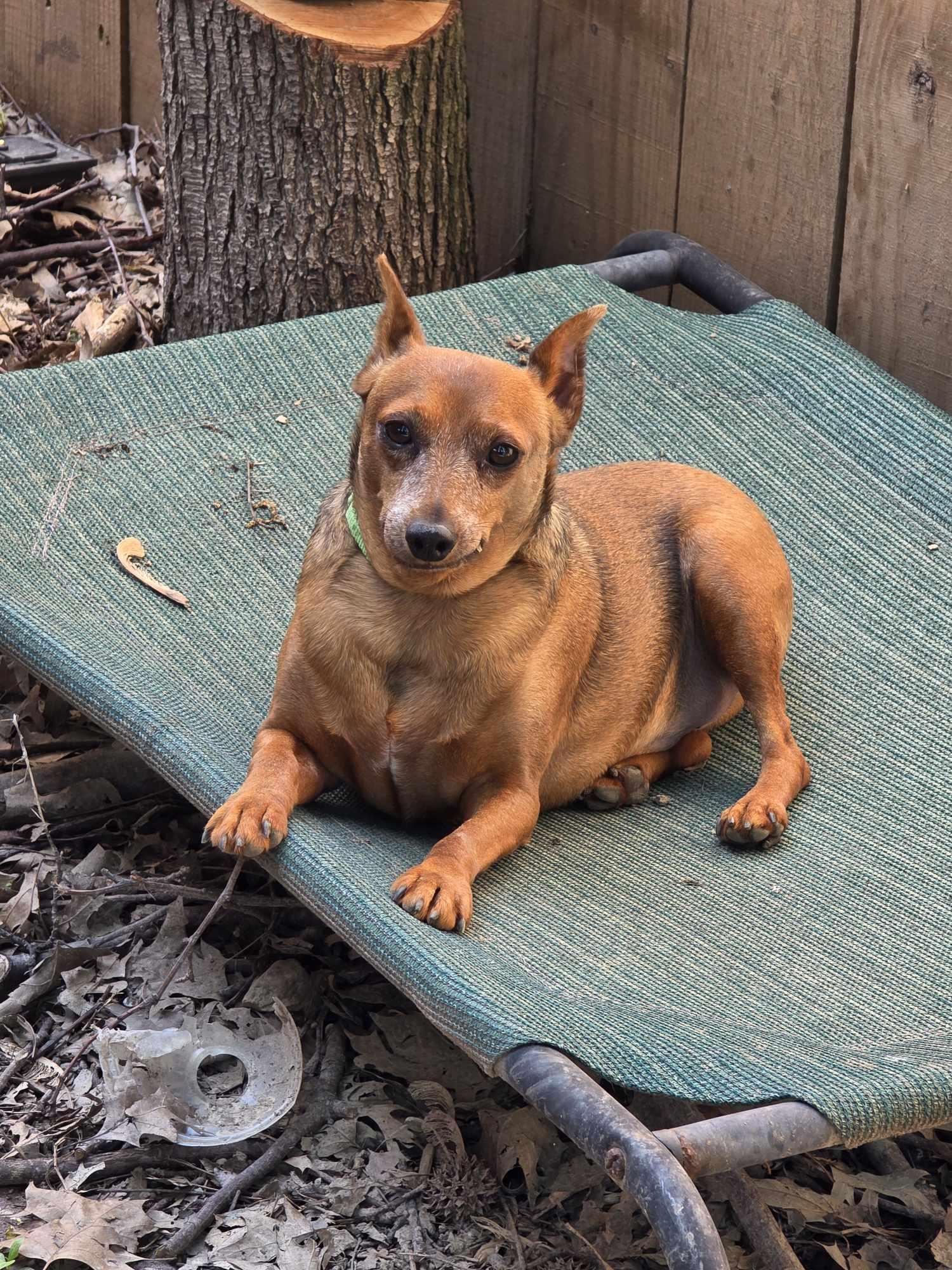 Scout, Adoptable, Adult Male Miniature Pinscher.