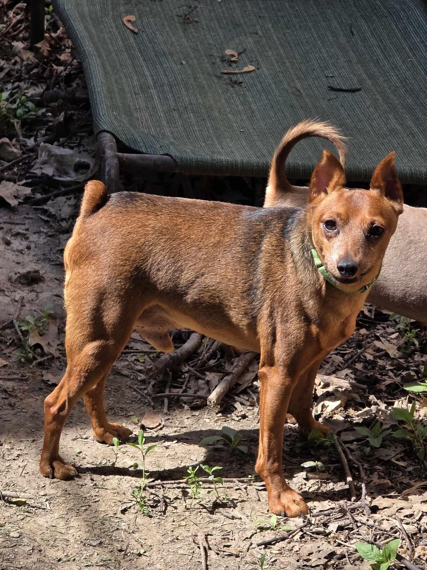 Scout, a Adoptable Miniature Pinscher in Hazelwood, MO image 2/4