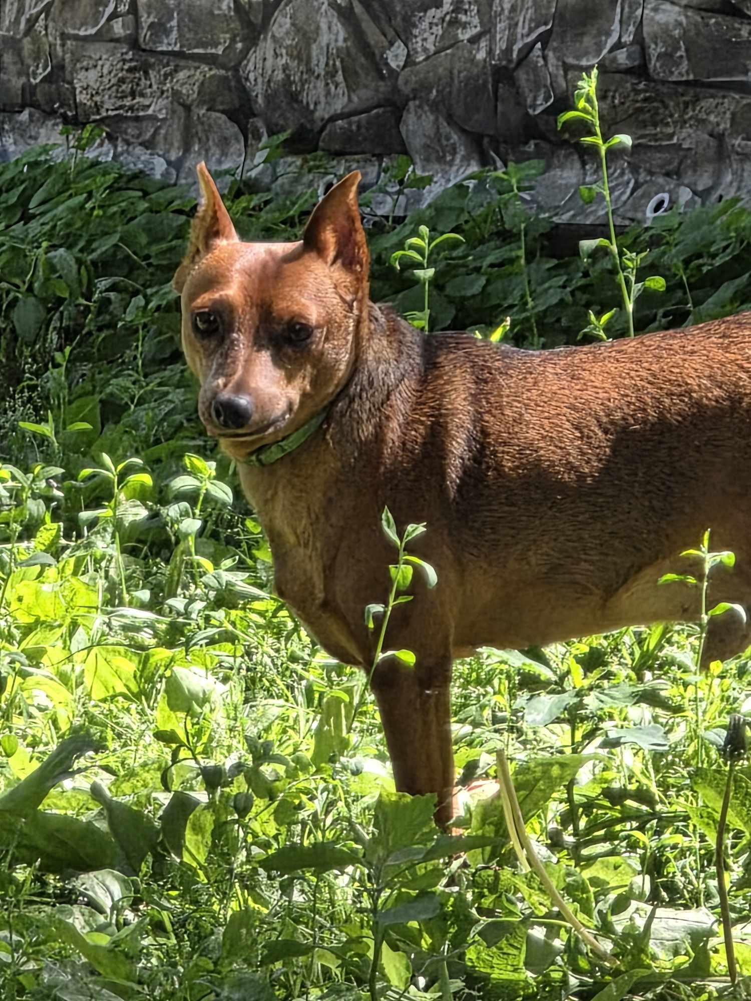 Scout, a Adoptable Miniature Pinscher in Hazelwood, MO image 3/4