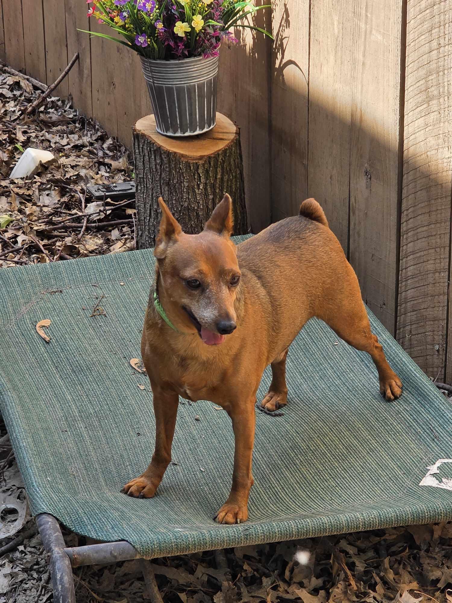 Scout, a Adoptable Miniature Pinscher in Hazelwood, MO image 4/4