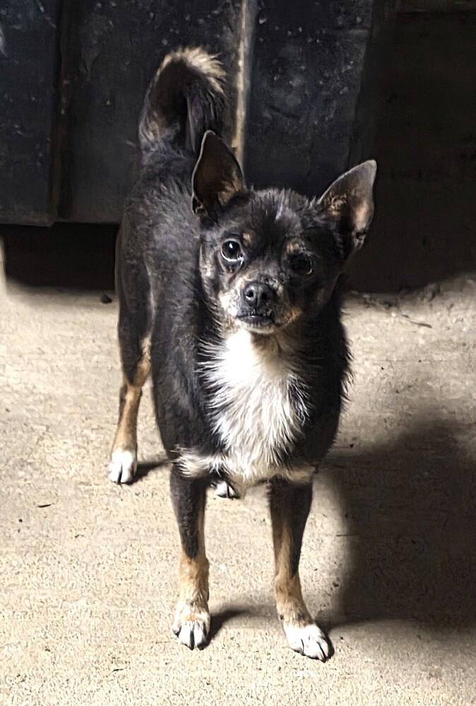 Enlarge Charcoal, a Adoptable Chihuahua in Gretna, FL image 1/1