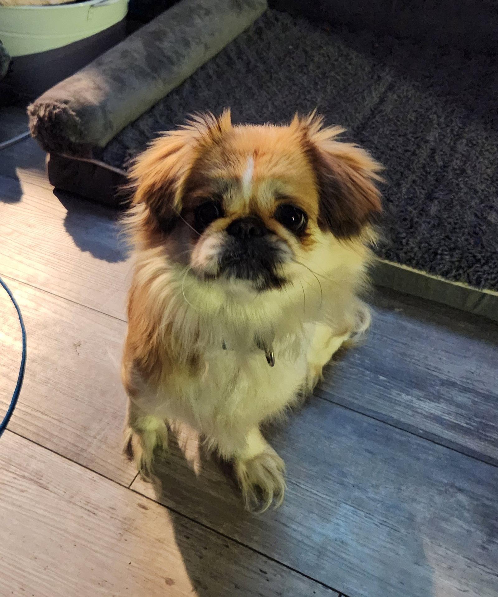 Lylbit, Adoptable, Young Female Pekingese.