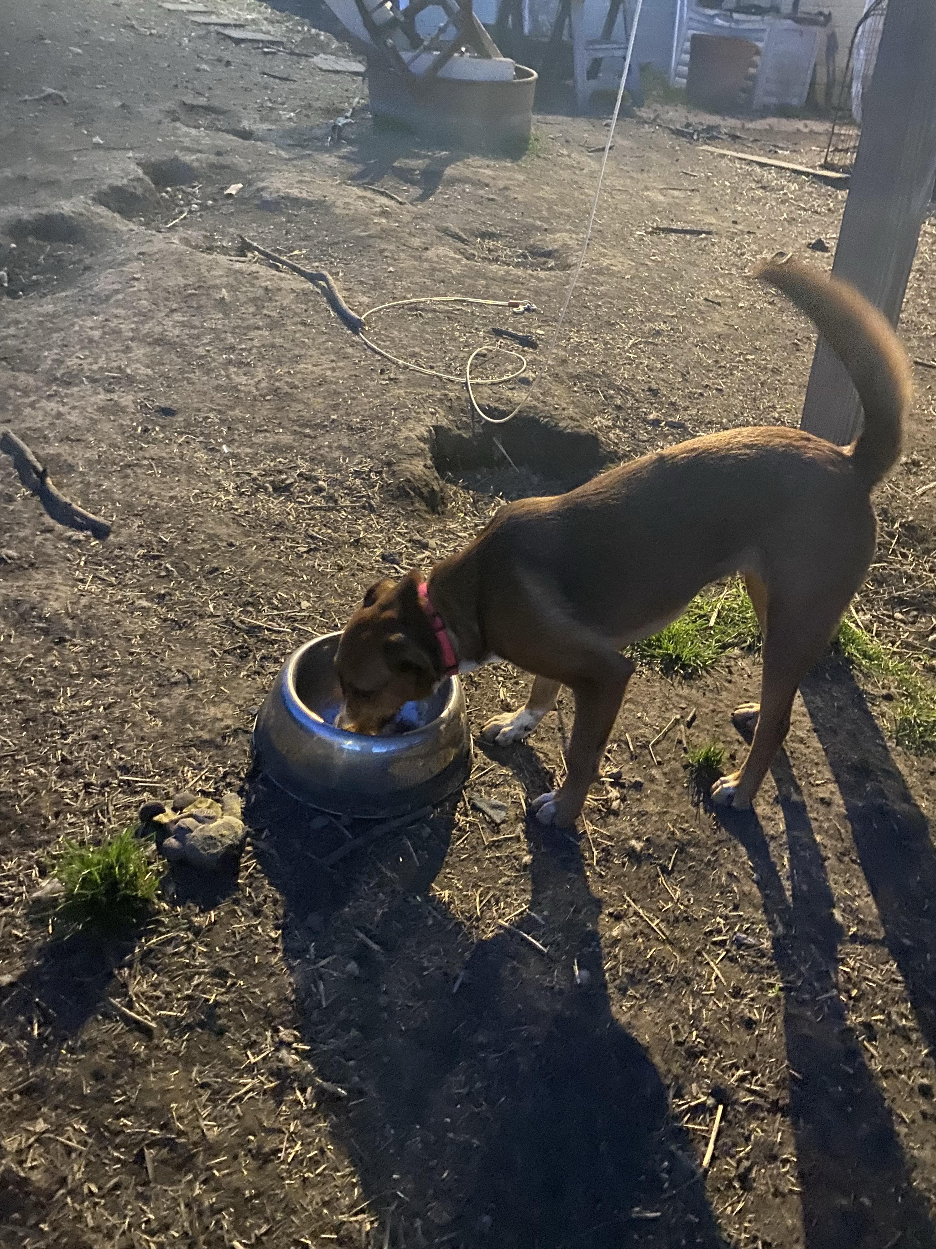Enlarge Nyla, a ADOPTABLE mixed breed in New Kensington, PA image 2/3