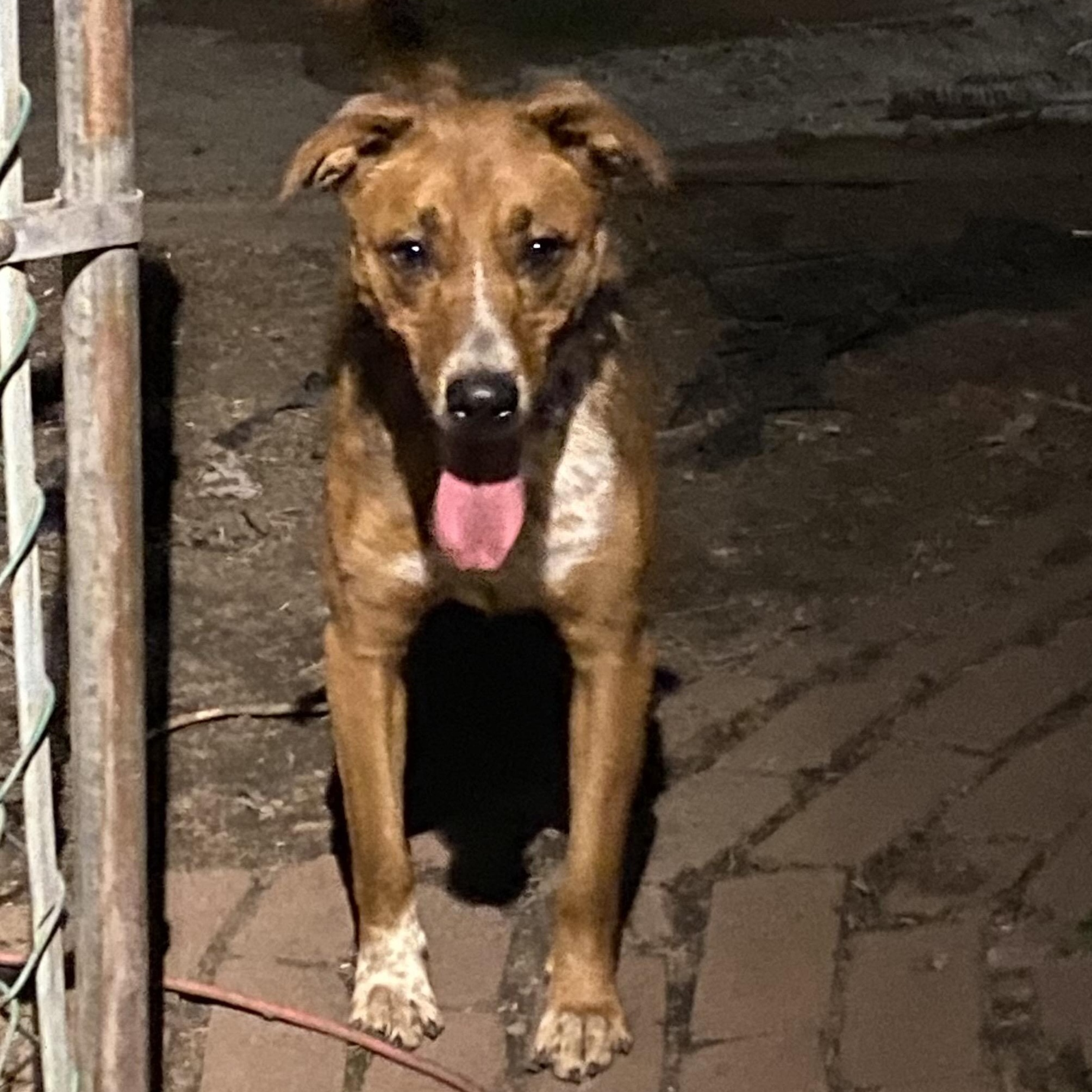 Nyla, ADOPTABLE, Young Female Collie.