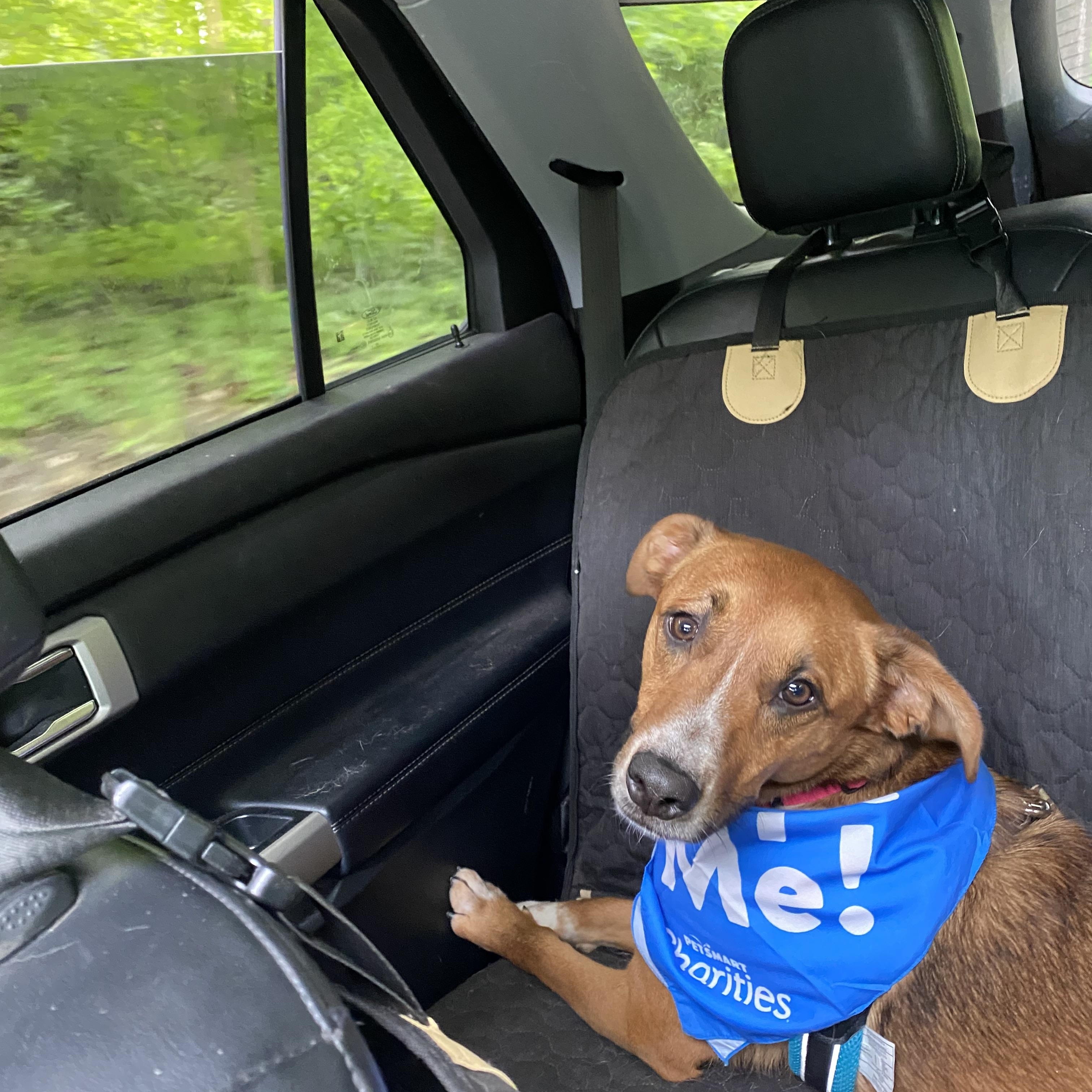 Enlarge Nyla, a ADOPTABLE mixed breed in New Kensington, PA image 2/5
