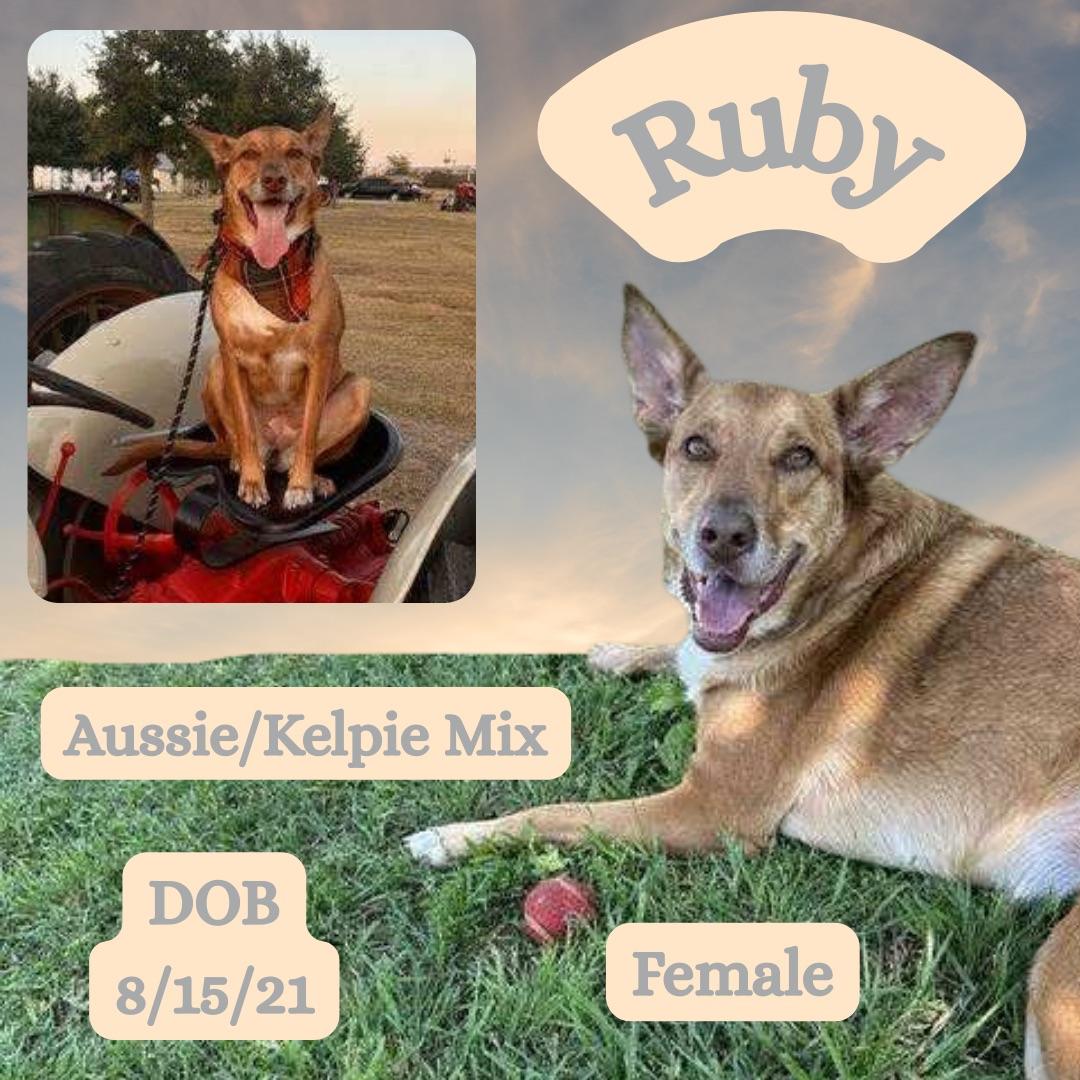 Enlarge Ruby, a Adoptable mixed breed in Clinton, CT image 1/1