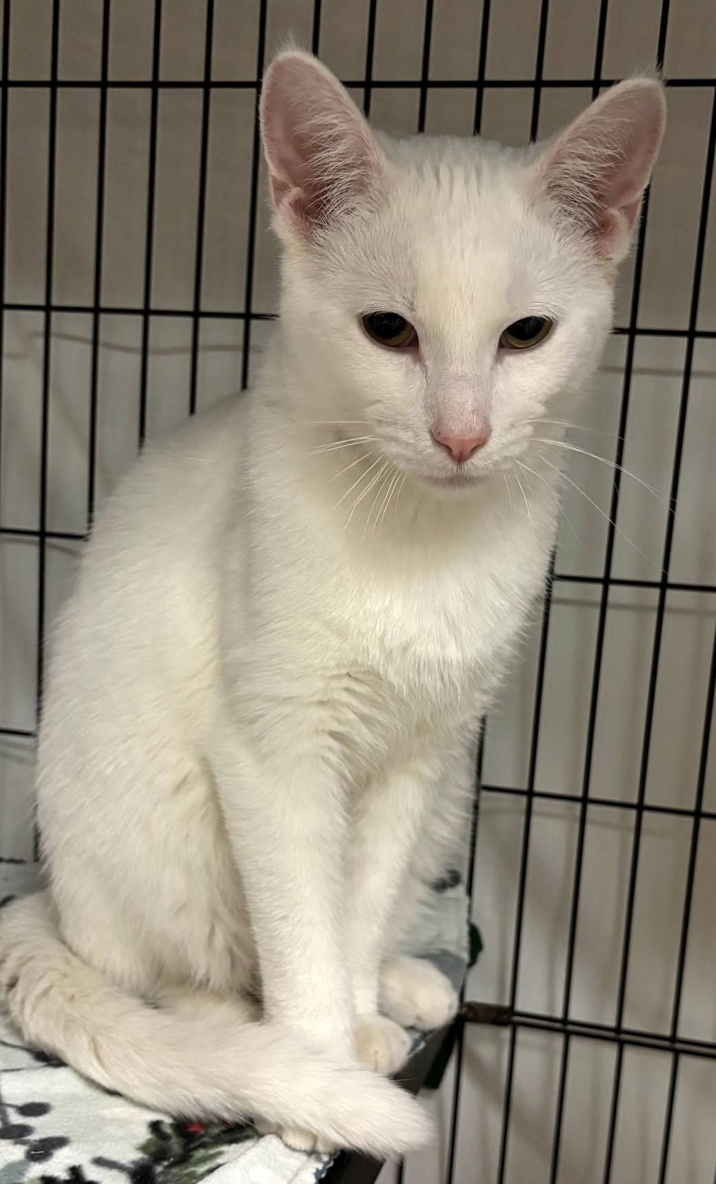 Alfredo25, ADOPTABLE, Young Male Domestic Short Hair.