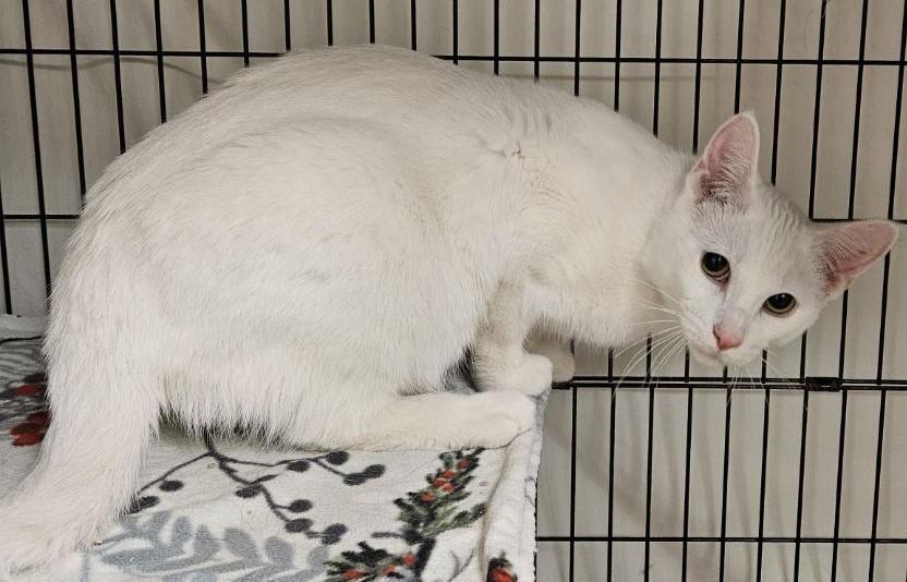 Alfredo25, a ADOPTABLE Domestic Short Hair in Milwaukee, WI image 3/3