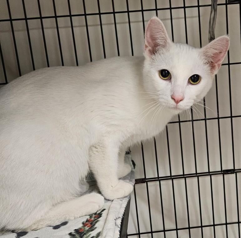 Alfredo25, a ADOPTABLE Domestic Short Hair in Milwaukee, WI image 2/3