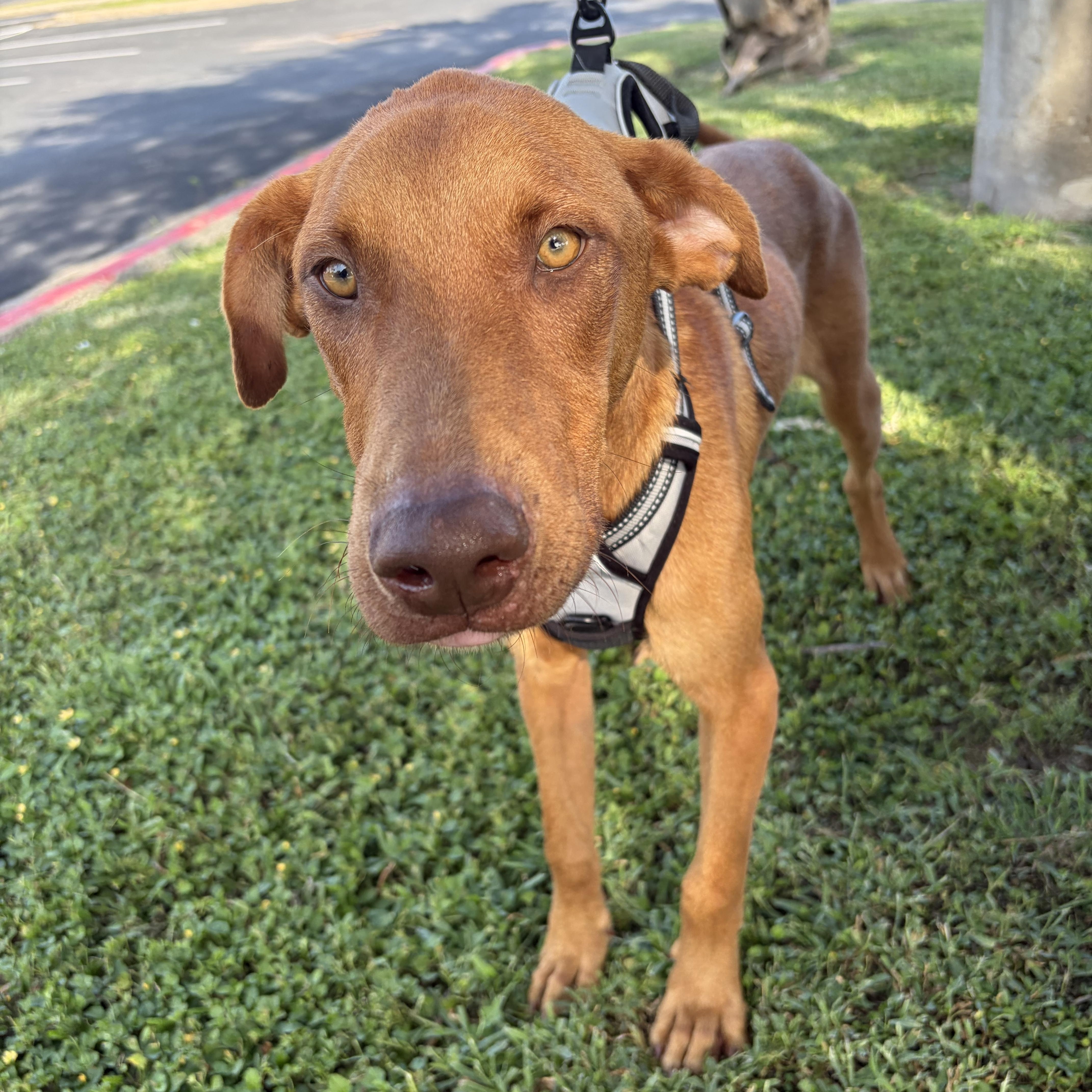Little Foot, Adoptable, Puppy Male Vizsla.