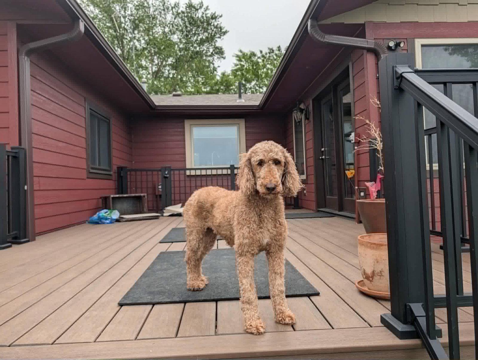 Merida, Adoptable, Adult Female Poodle.