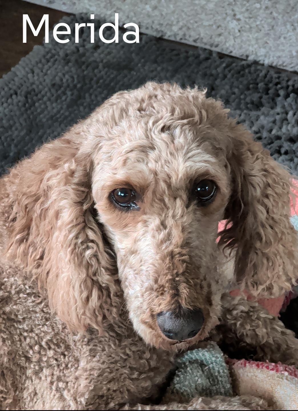 Merida, Adoptable, Adult Female Poodle.