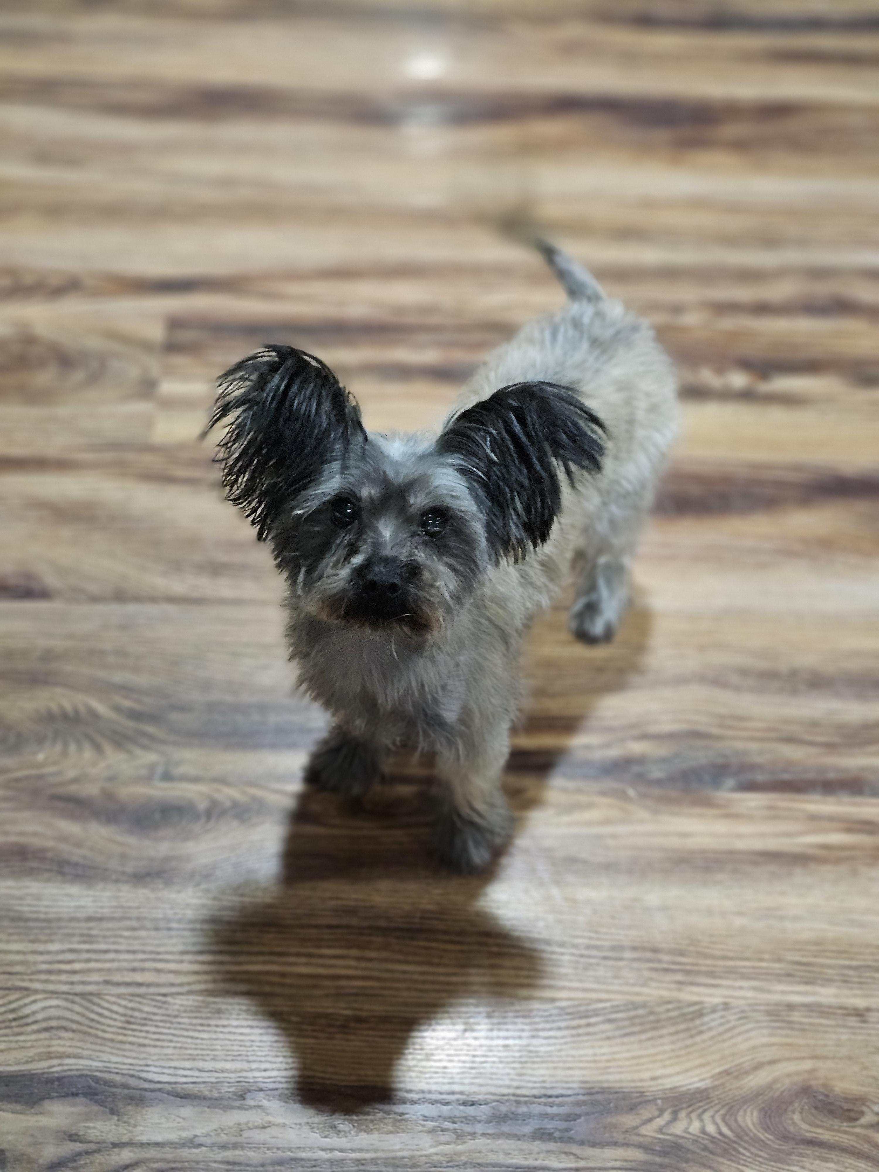 Kai sprinfield , a Adoptable Yorkie Poo in Springfield , IL image 2/4