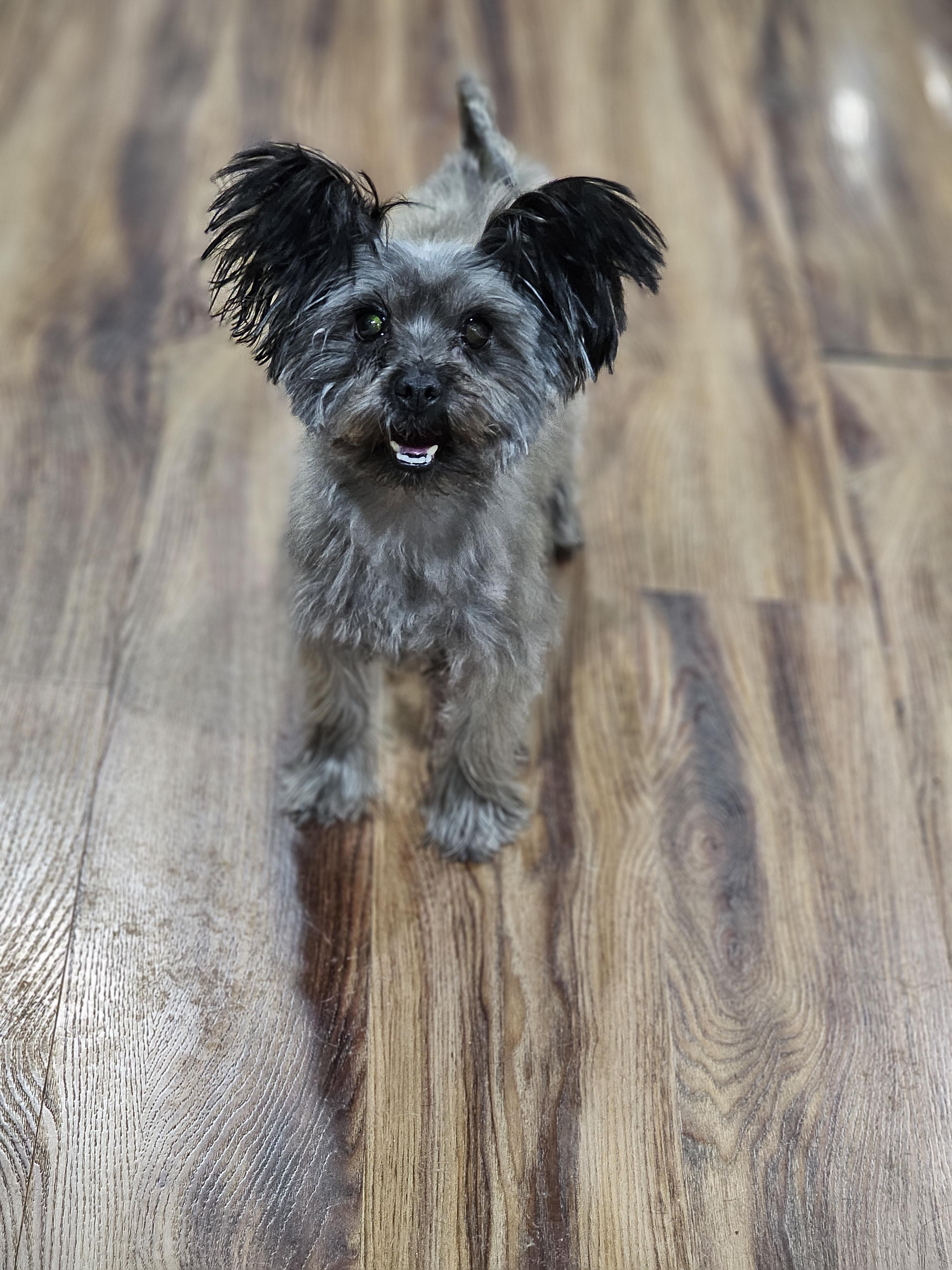 Kai sprinfield , a Adoptable Yorkie Poo in Springfield , IL image 4/4