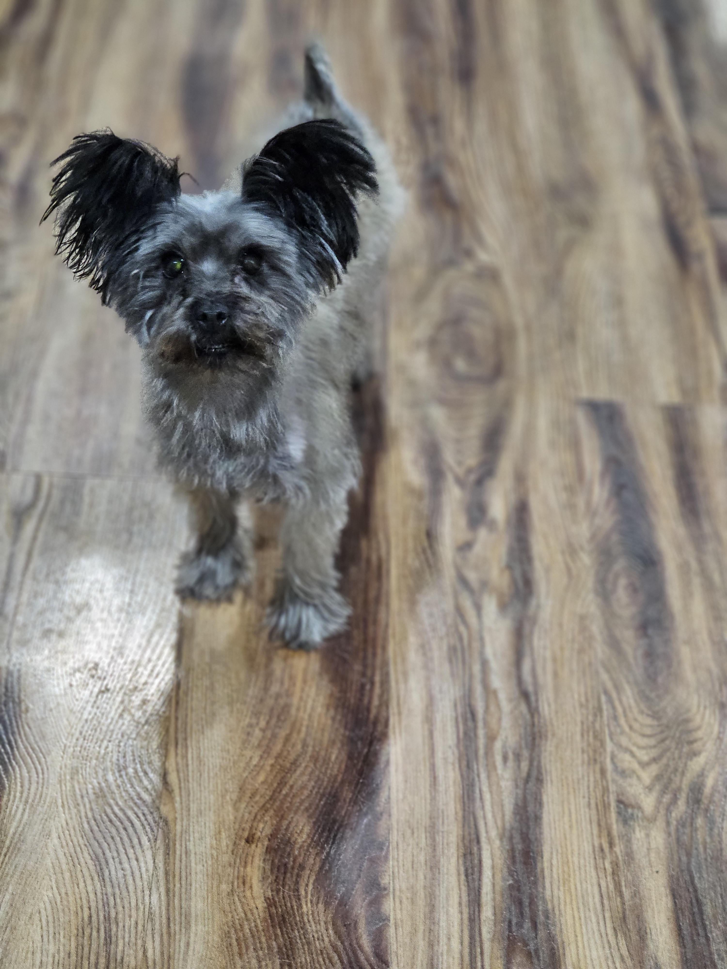 Kai sprinfield , a Adoptable Yorkie Poo in Springfield , IL image 3/4