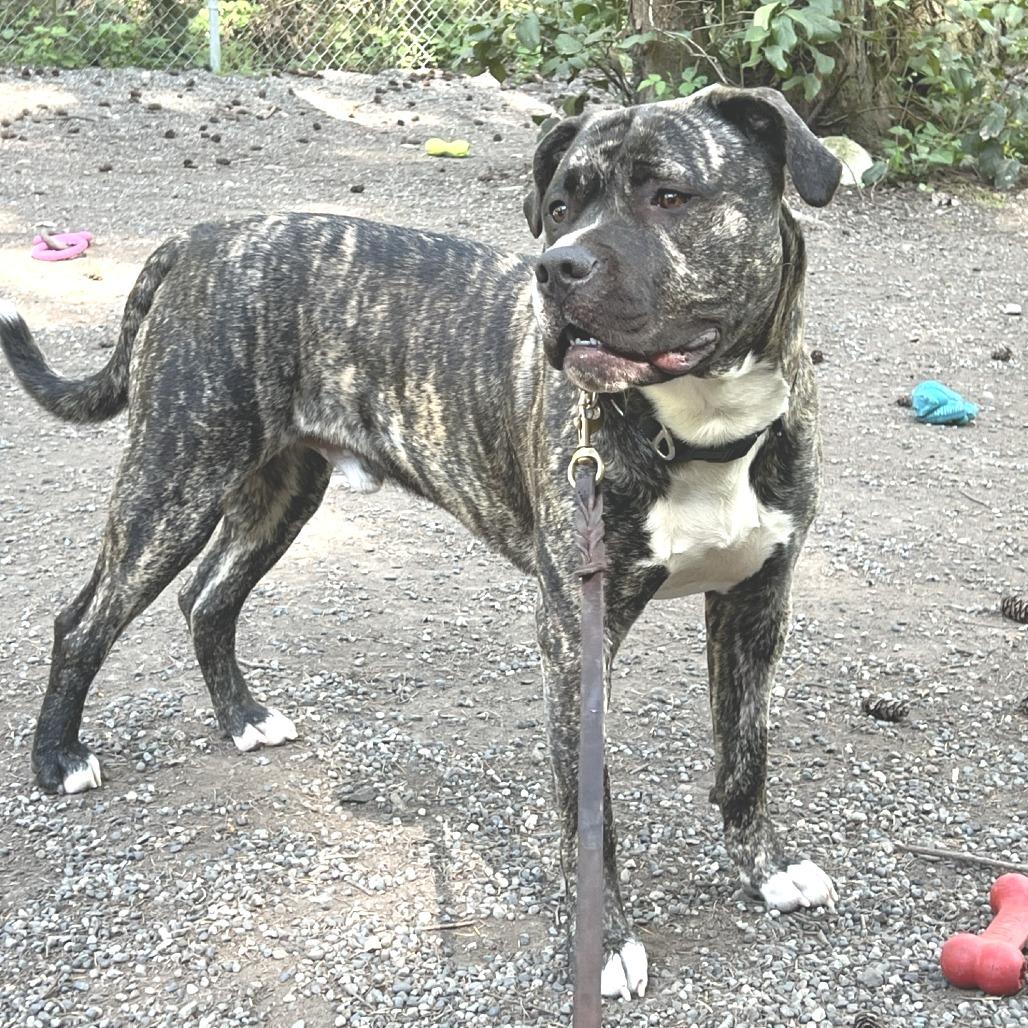 Striker, Adoptable, Adult Male Mastiff & Mixed Breed.