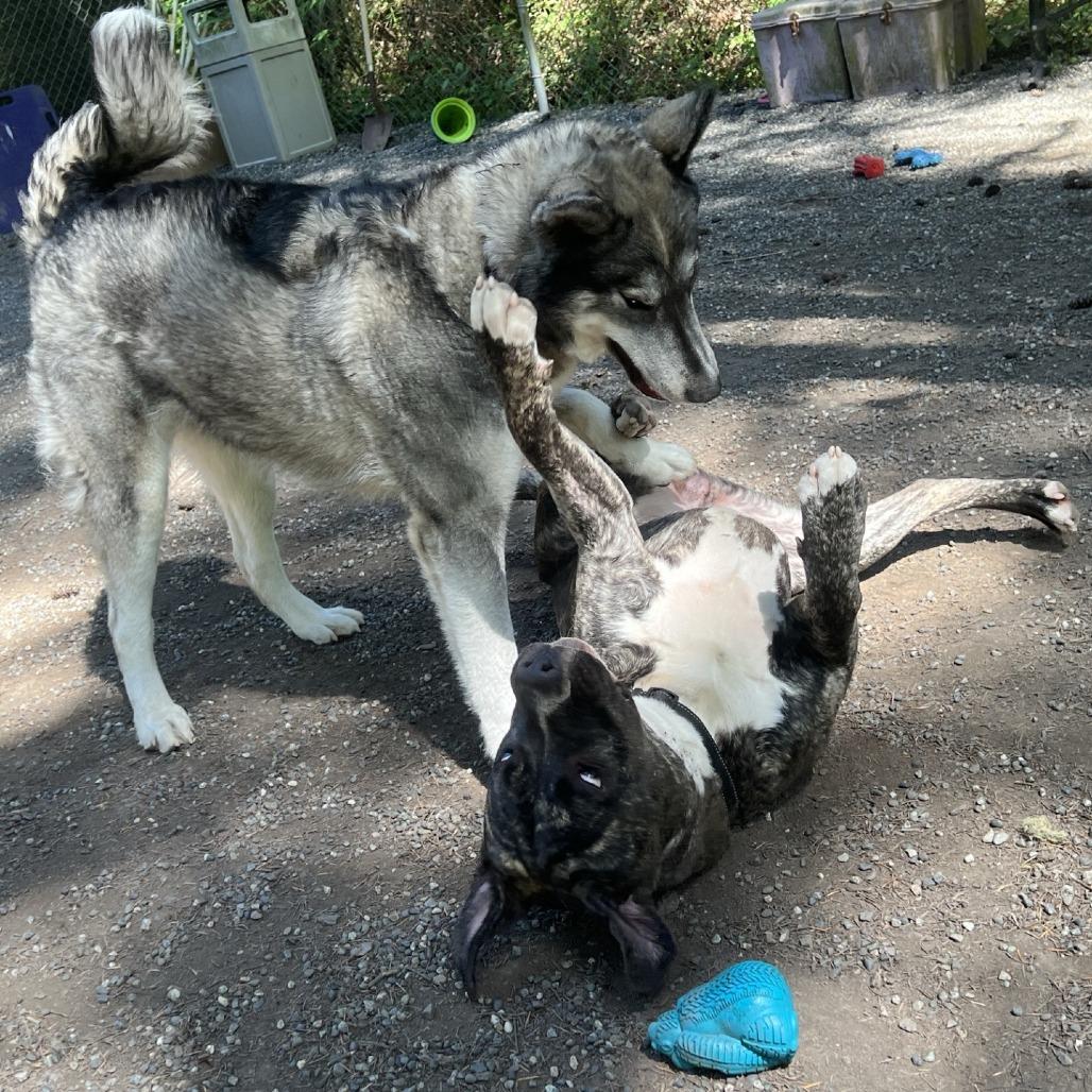 Striker, a Adoptable mixed breed in Port Townsend, WA image 2/6