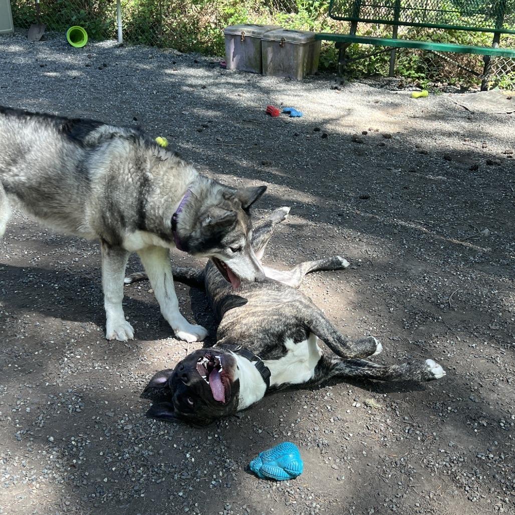 Striker, a Adoptable mixed breed in Port Townsend, WA image 4/6