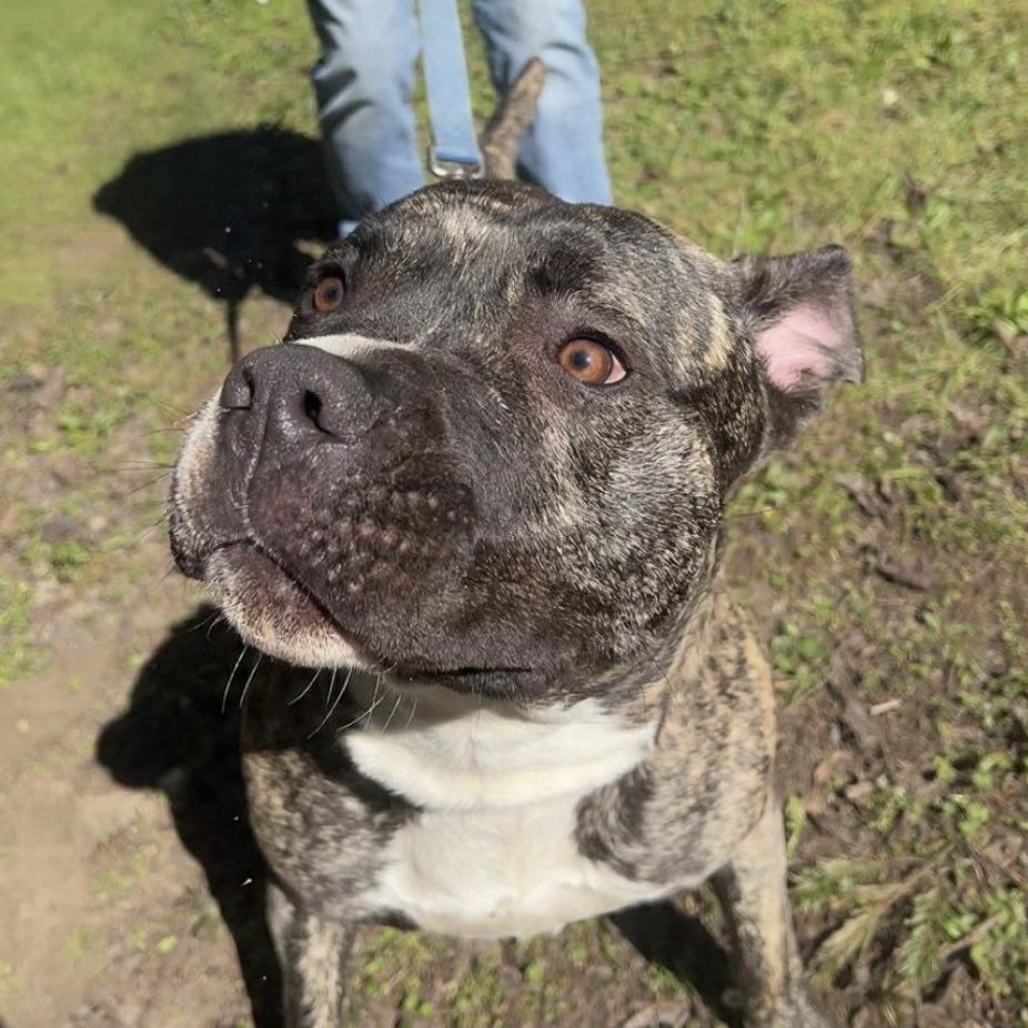 Enlarge Striker, a Adoptable mixed breed in Port Townsend, WA image 1/1