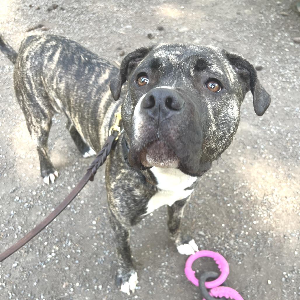 Striker, a Adoptable mixed breed in Port Townsend, WA image 6/6