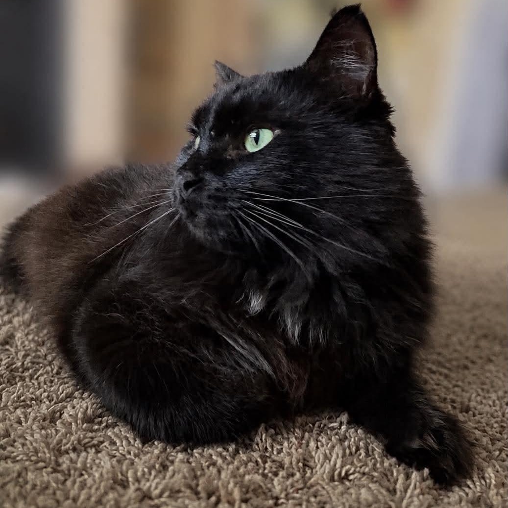 Enlarge DUKE, a Adoptable Domestic Long Hair in Campbell River, BC image 3/6