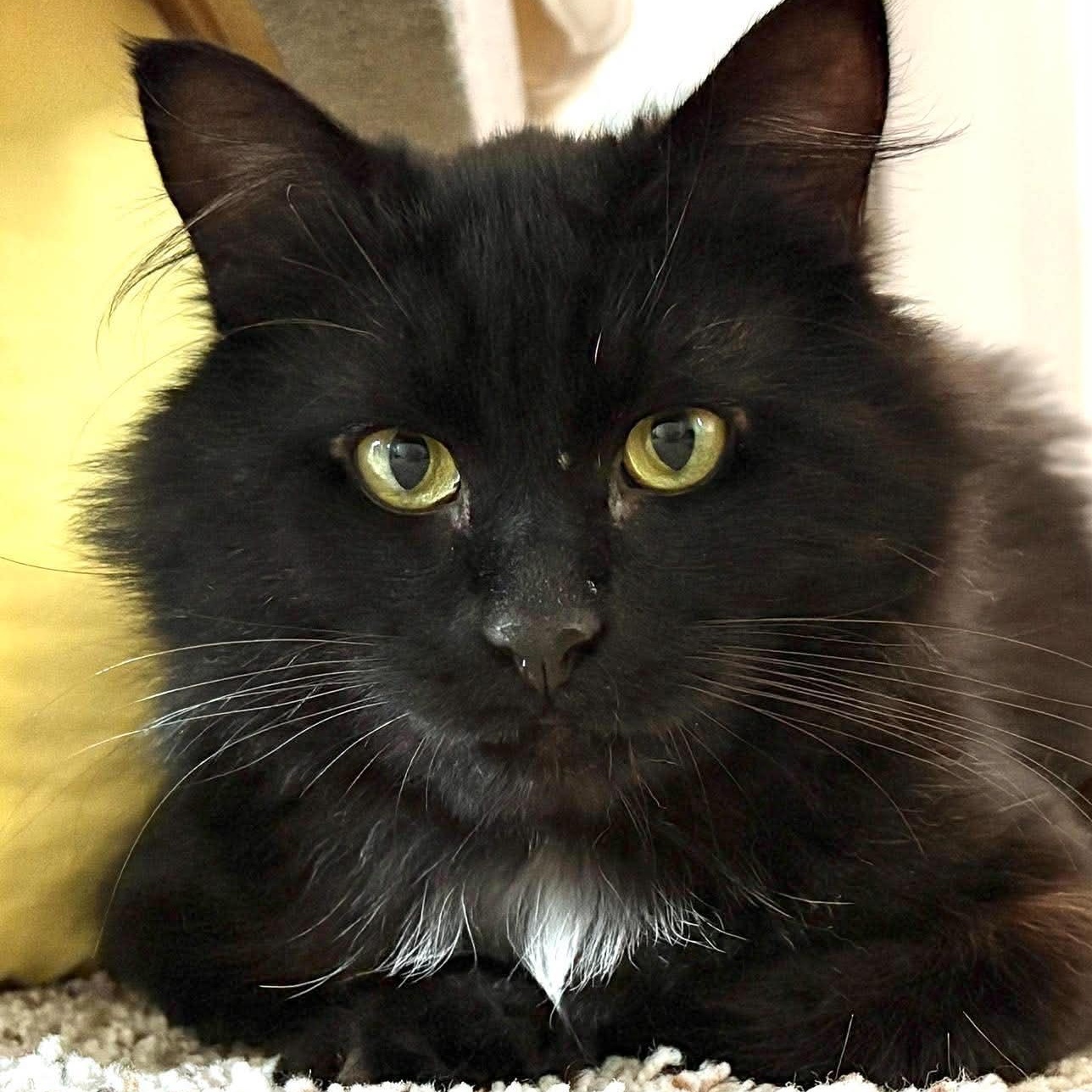 Enlarge DUKE, a Adoptable Domestic Long Hair in Campbell River, BC image 2/6
