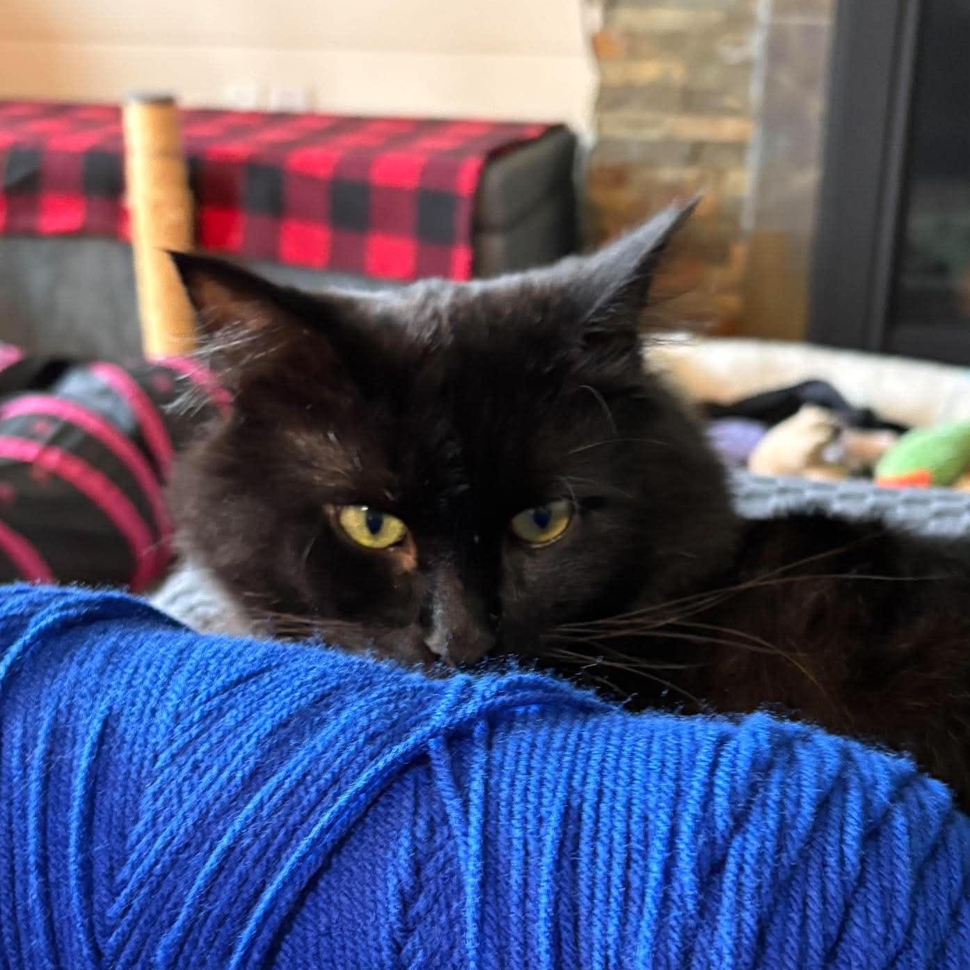 Enlarge DUKE, a Adoptable Domestic Long Hair in Campbell River, BC image 4/6