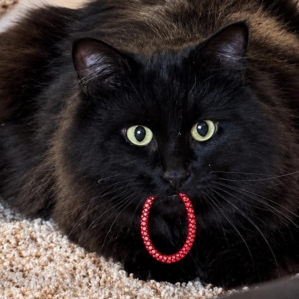 Enlarge DUKE, a Adoptable Domestic Long Hair in Campbell River, BC image 5/6