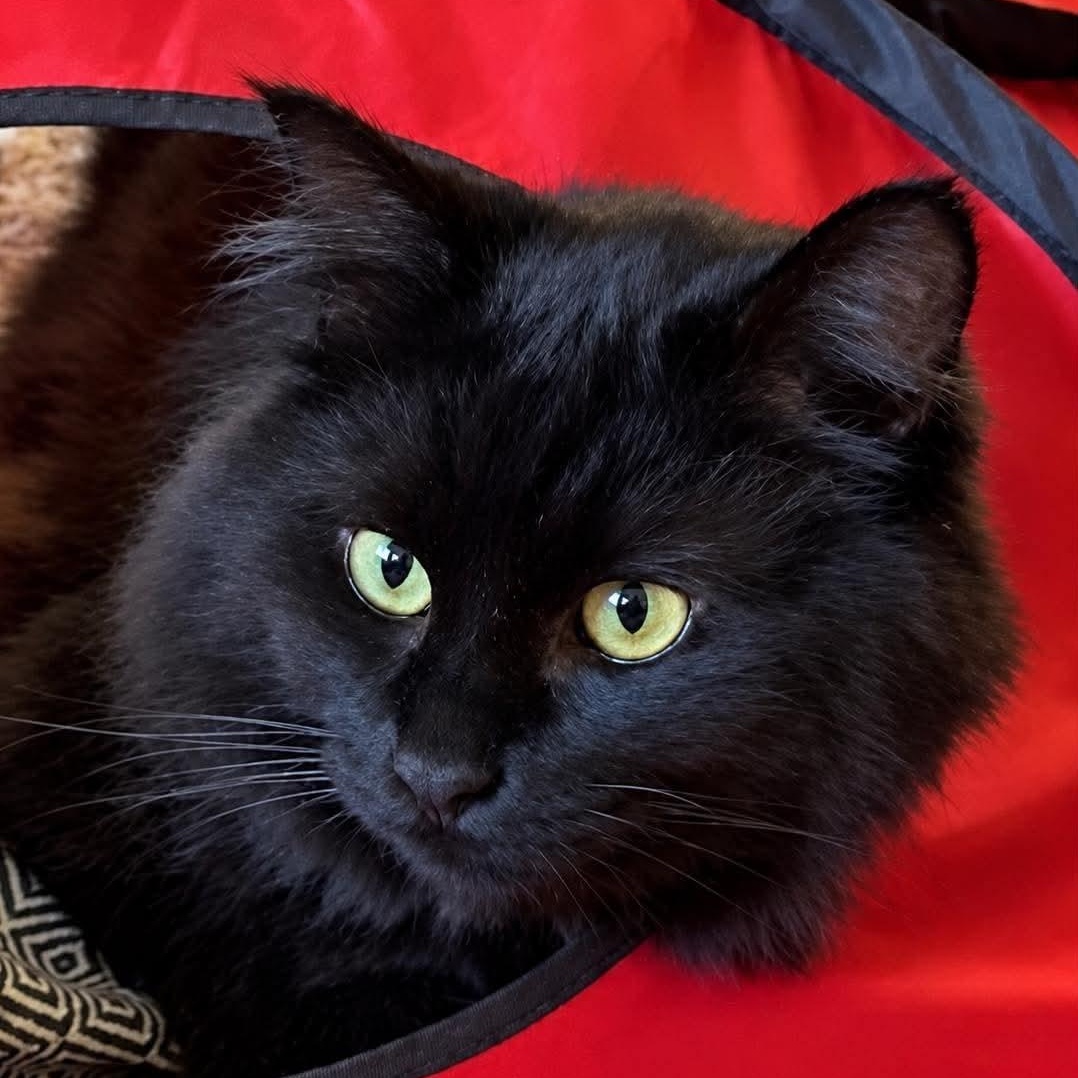 Enlarge DUKE, a Adoptable Domestic Long Hair in Campbell River, BC image 1/6