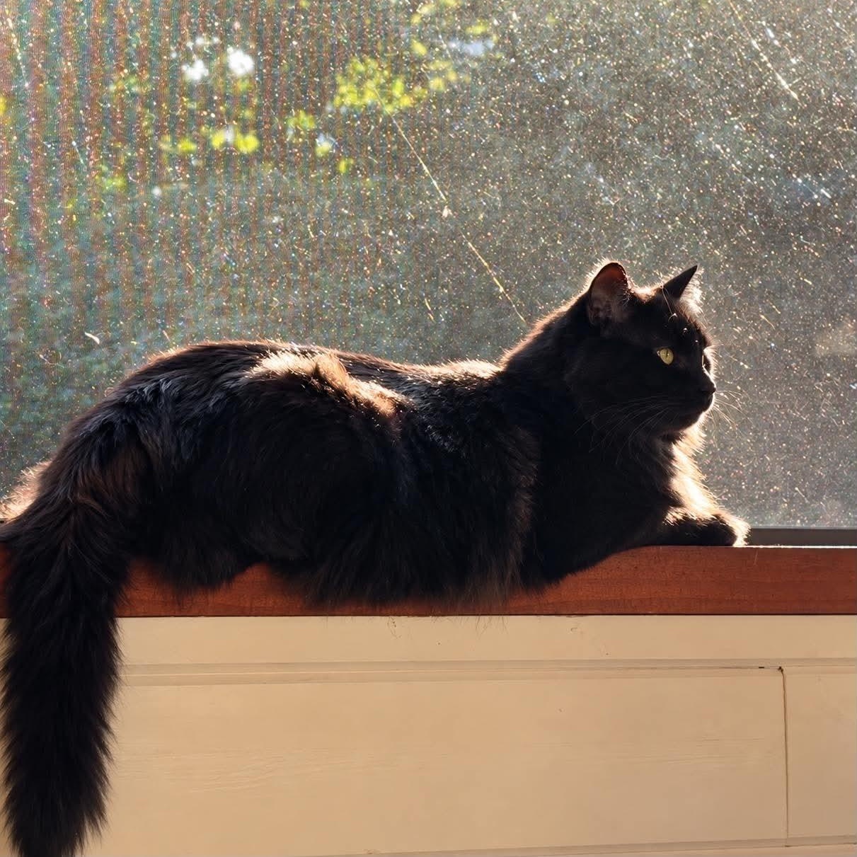 Enlarge DUKE, a Adoptable Domestic Long Hair in Campbell River, BC image 6/6