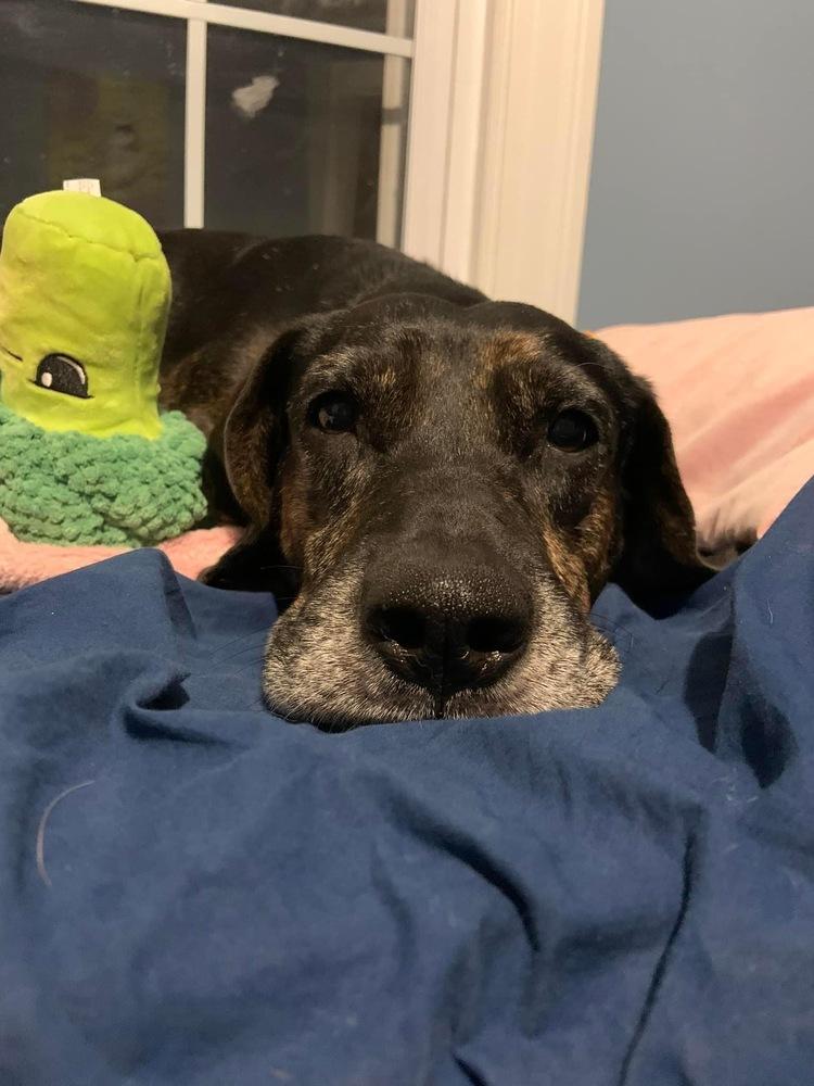 Enlarge Scout, a Adoptable mixed breed in Middletown, CT image 3/6