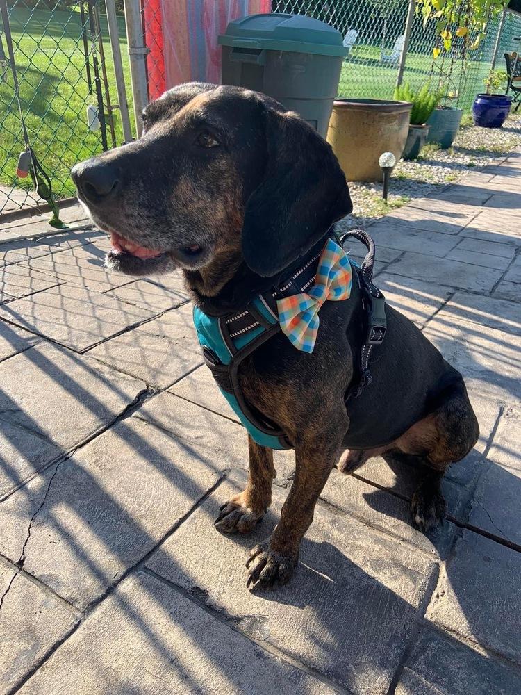 Enlarge Scout, a Adoptable mixed breed in Middletown, CT image 4/6