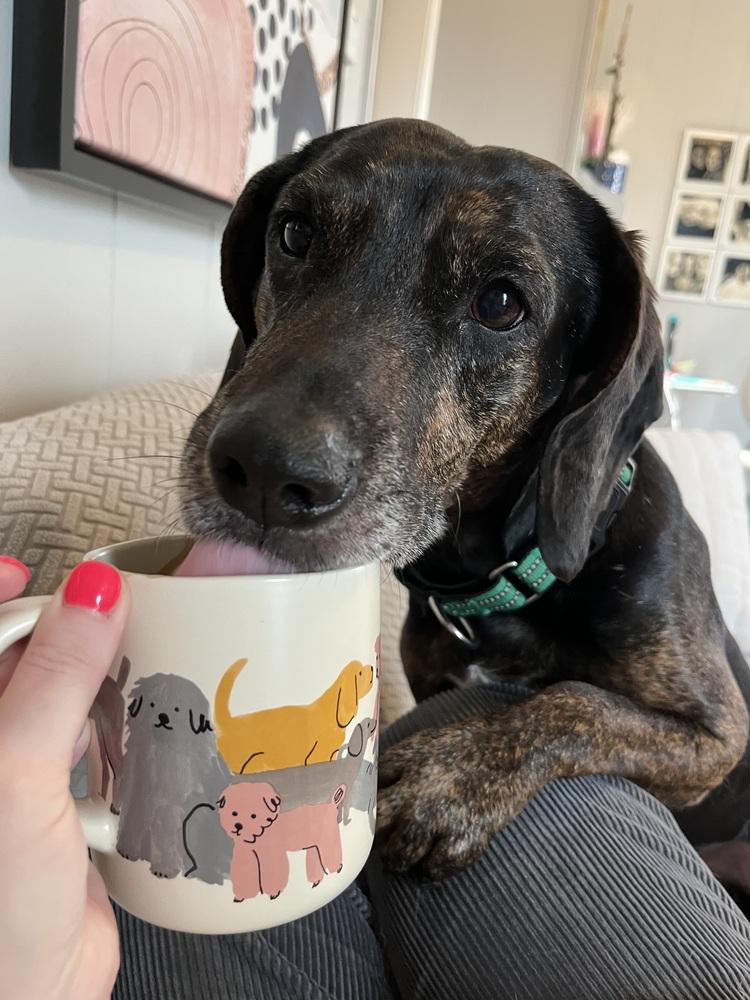 Enlarge Scout, a Adoptable mixed breed in Middletown, CT image 5/6