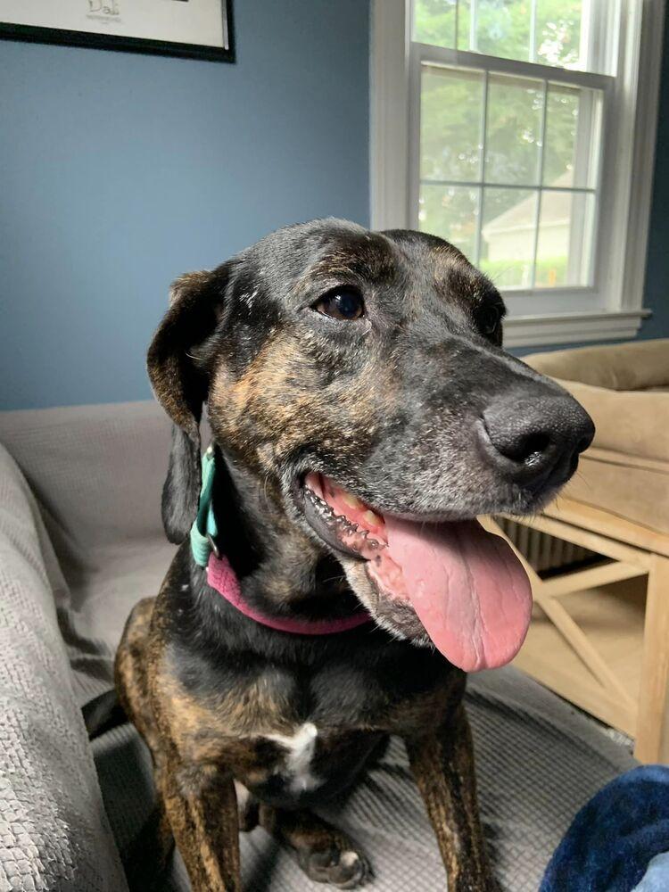 Enlarge Scout, a Adoptable mixed breed in Middletown, CT image 6/6