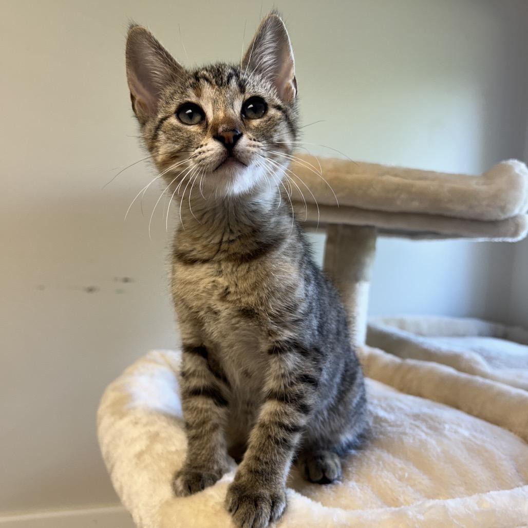 Calypso, Adoptable, Kitten Female Domestic Short Hair.