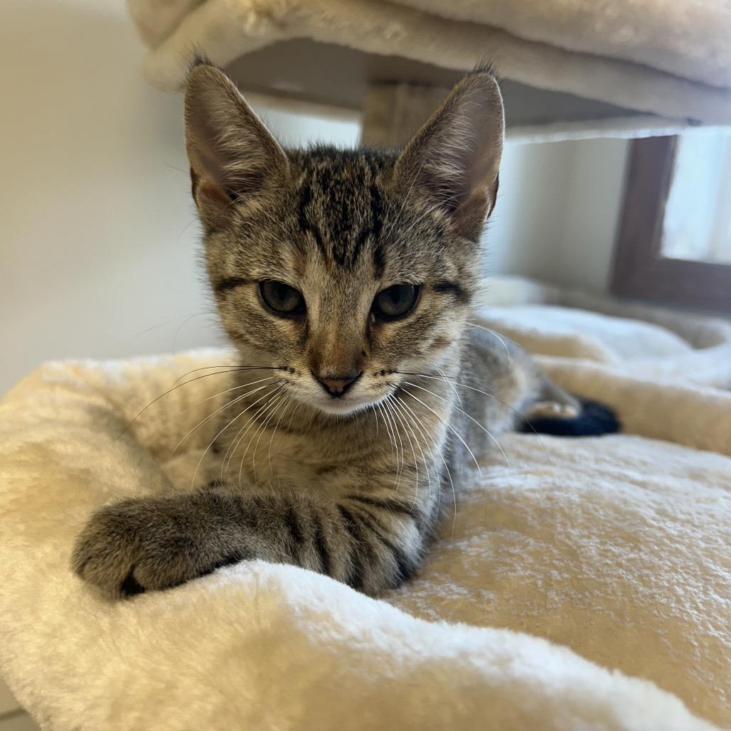 Enlarge Calypso, a Adoptable Domestic Short Hair in Milford, IA image 2/3